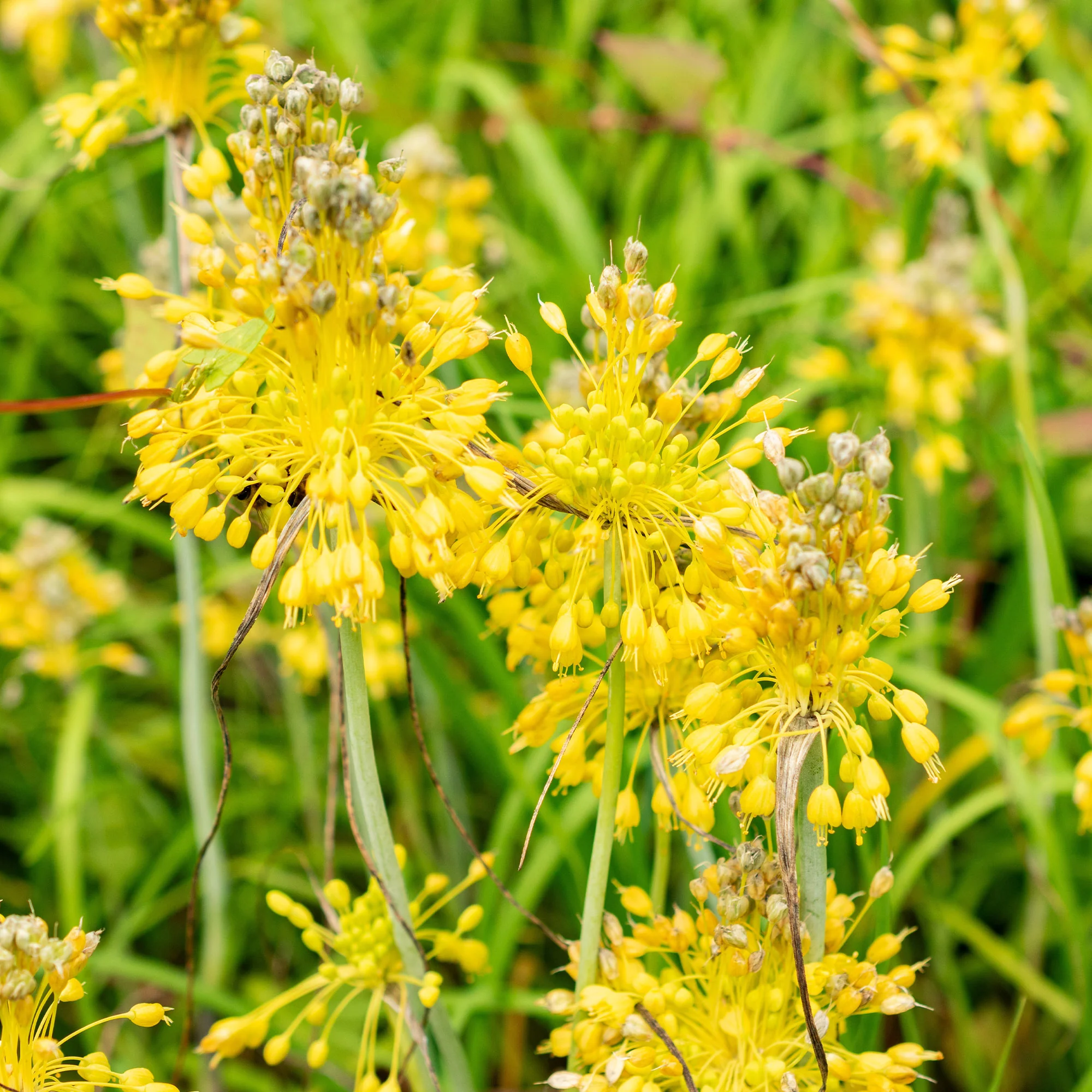 Ail jaune