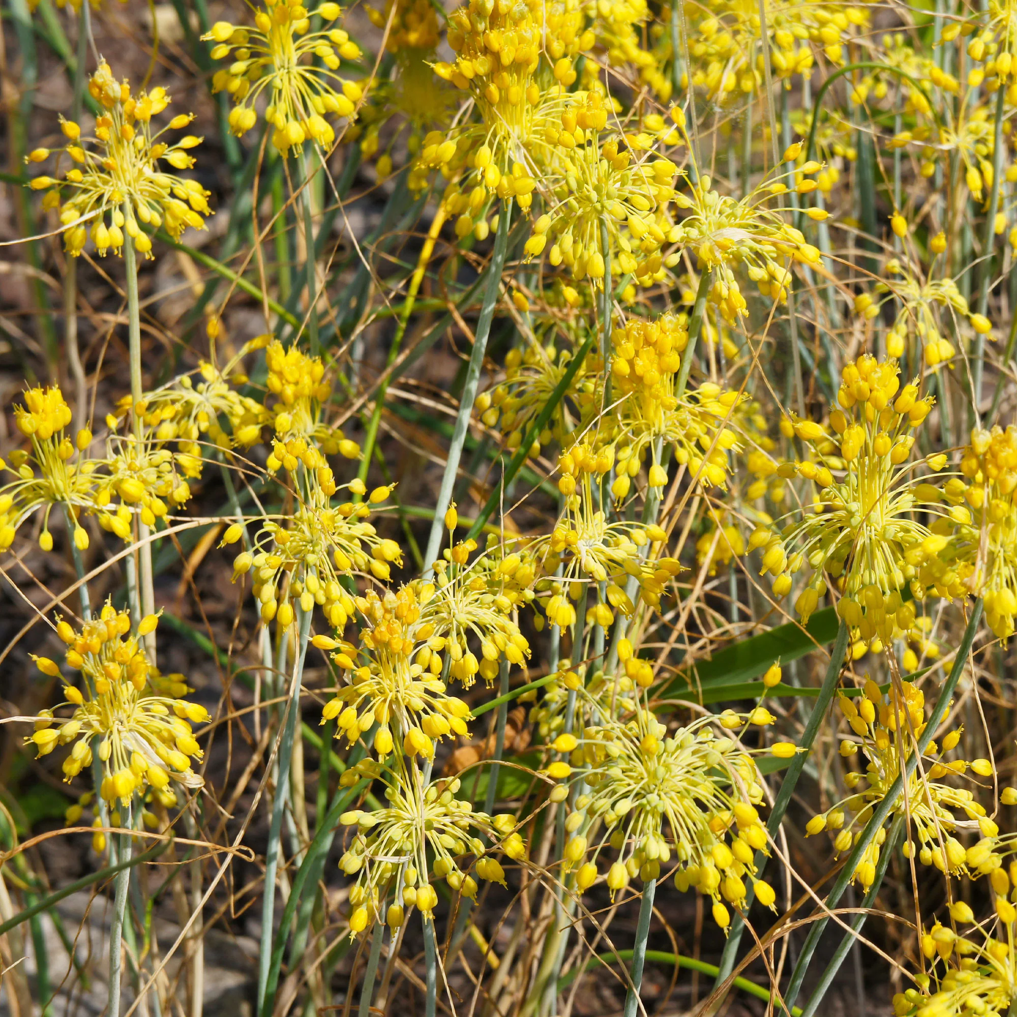 Ail jaune - Image 2