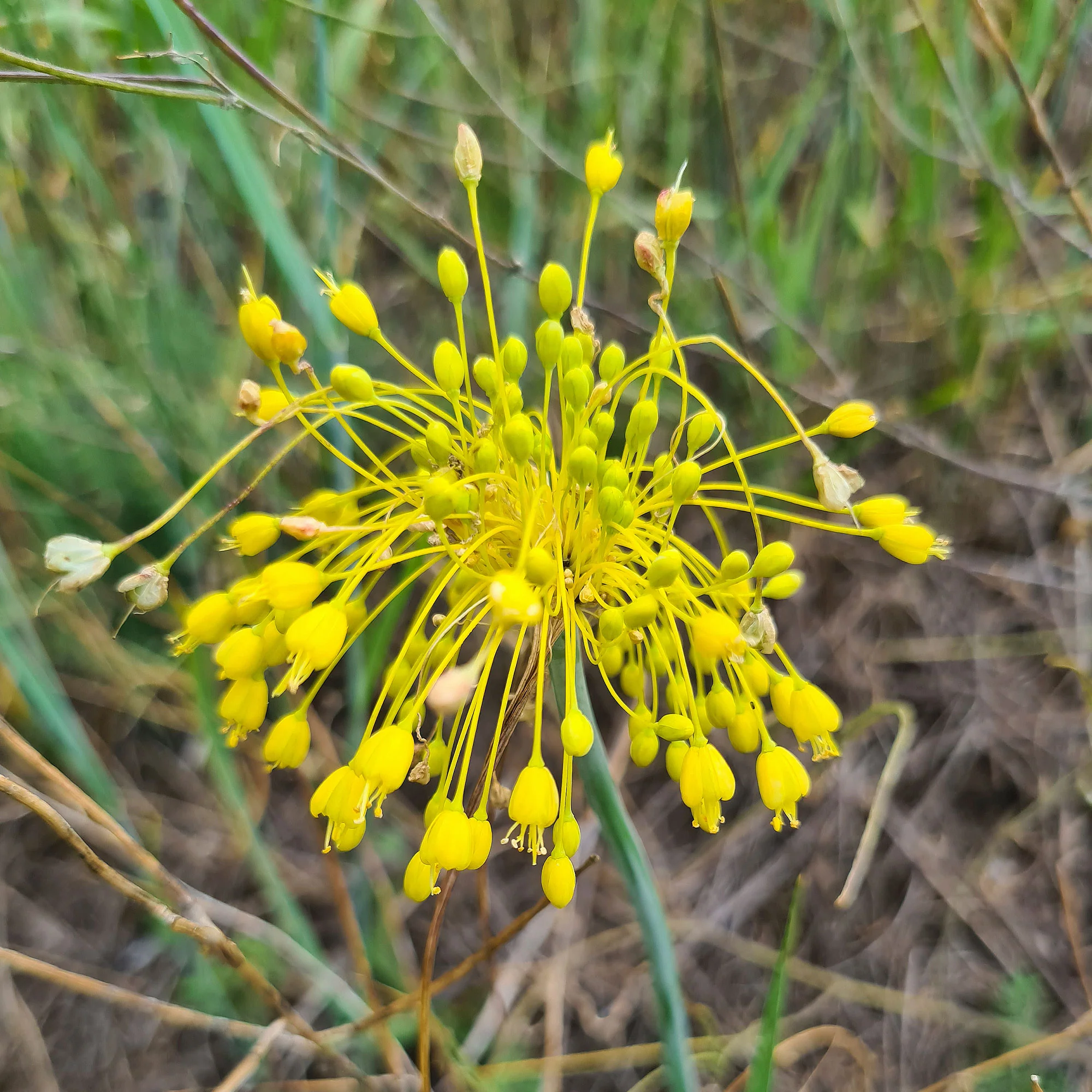 Ail jaune - Image 3