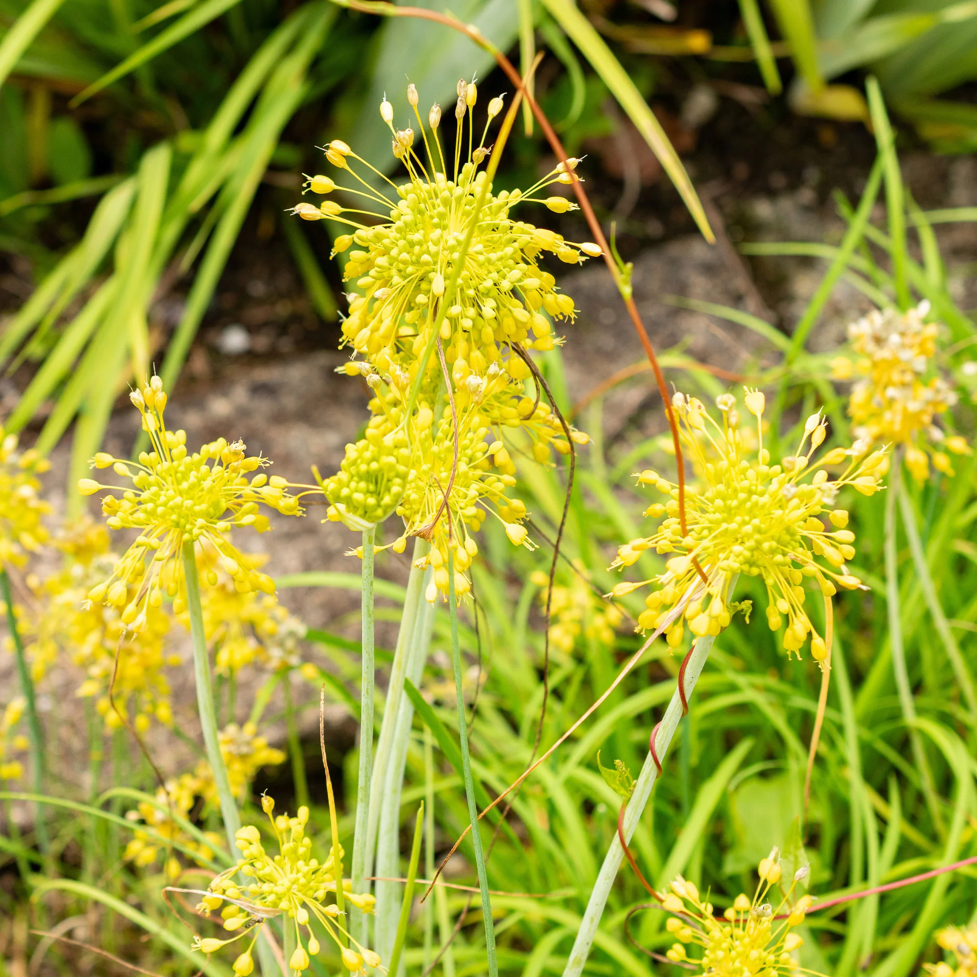 Ail jaune - Image 4