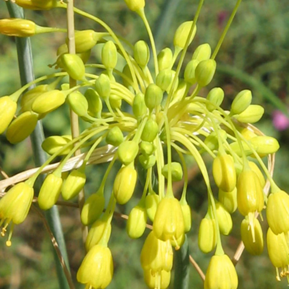 Ail jaune - Image 5