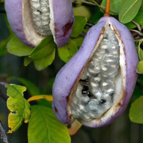 Akébie à cinq feuilles 'Quinata' - Image 3