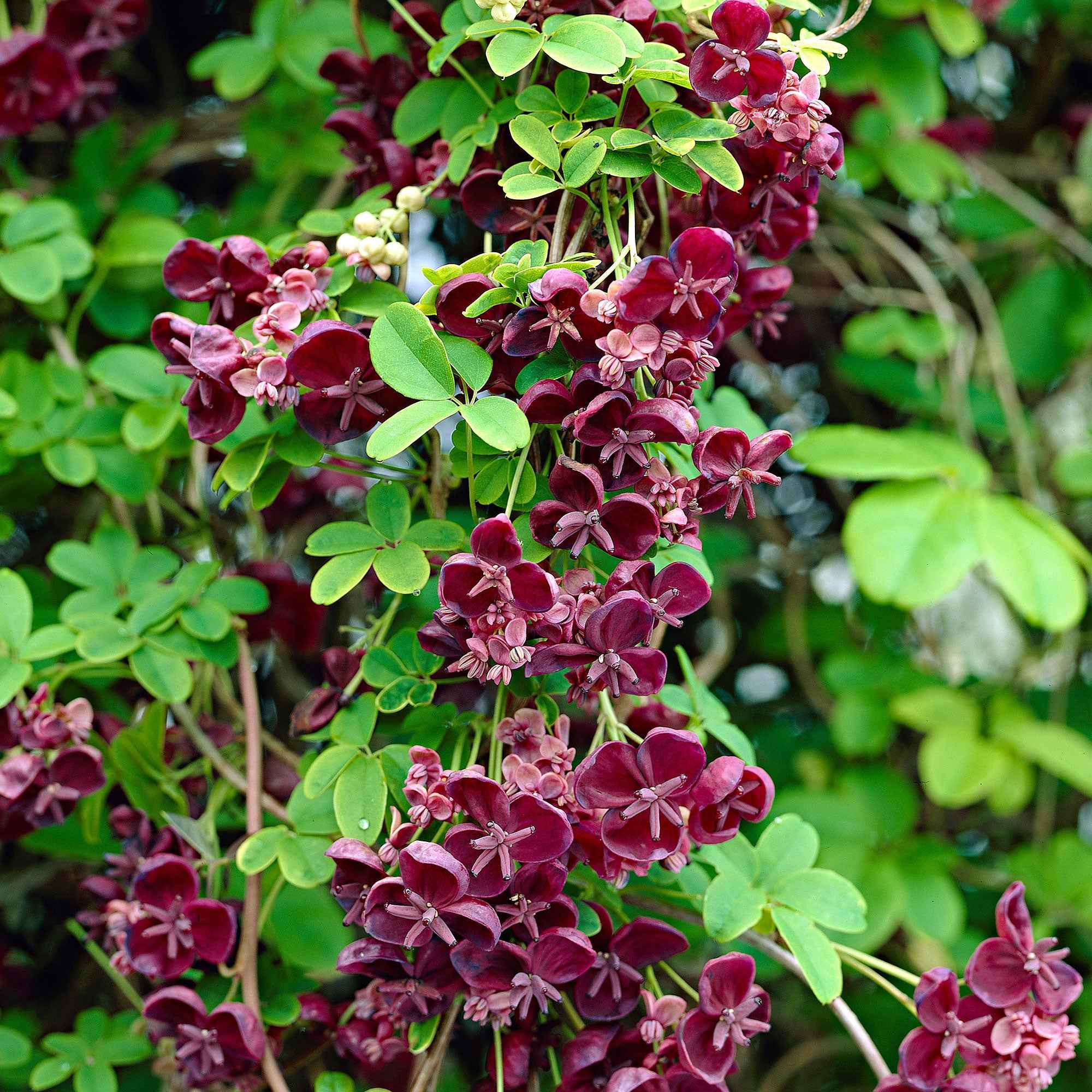 Akébie à cinq feuilles 'Quinata' - Image 4