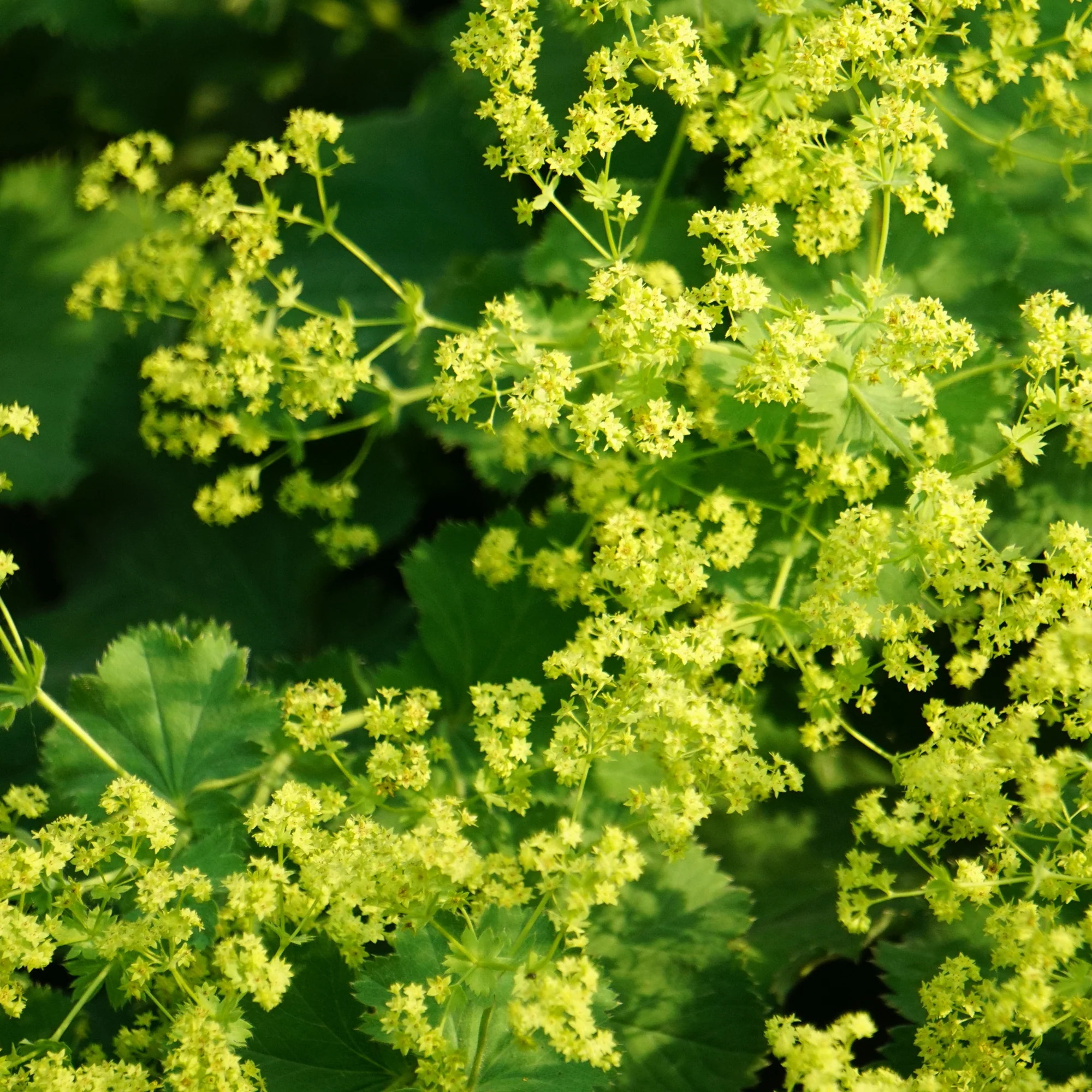 Alchemille vulgaris - Image 2