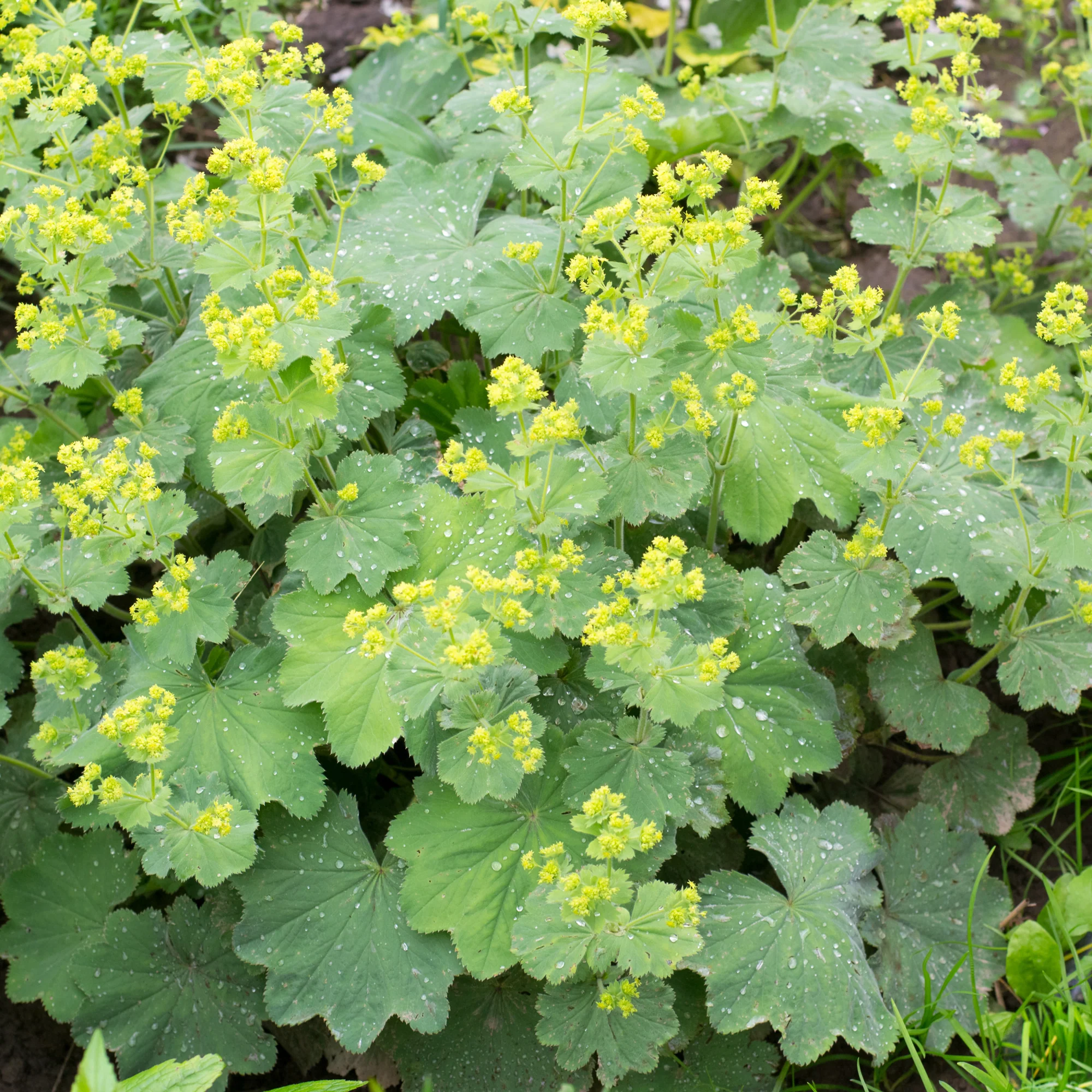 Alchemille vulgaris - Image 3