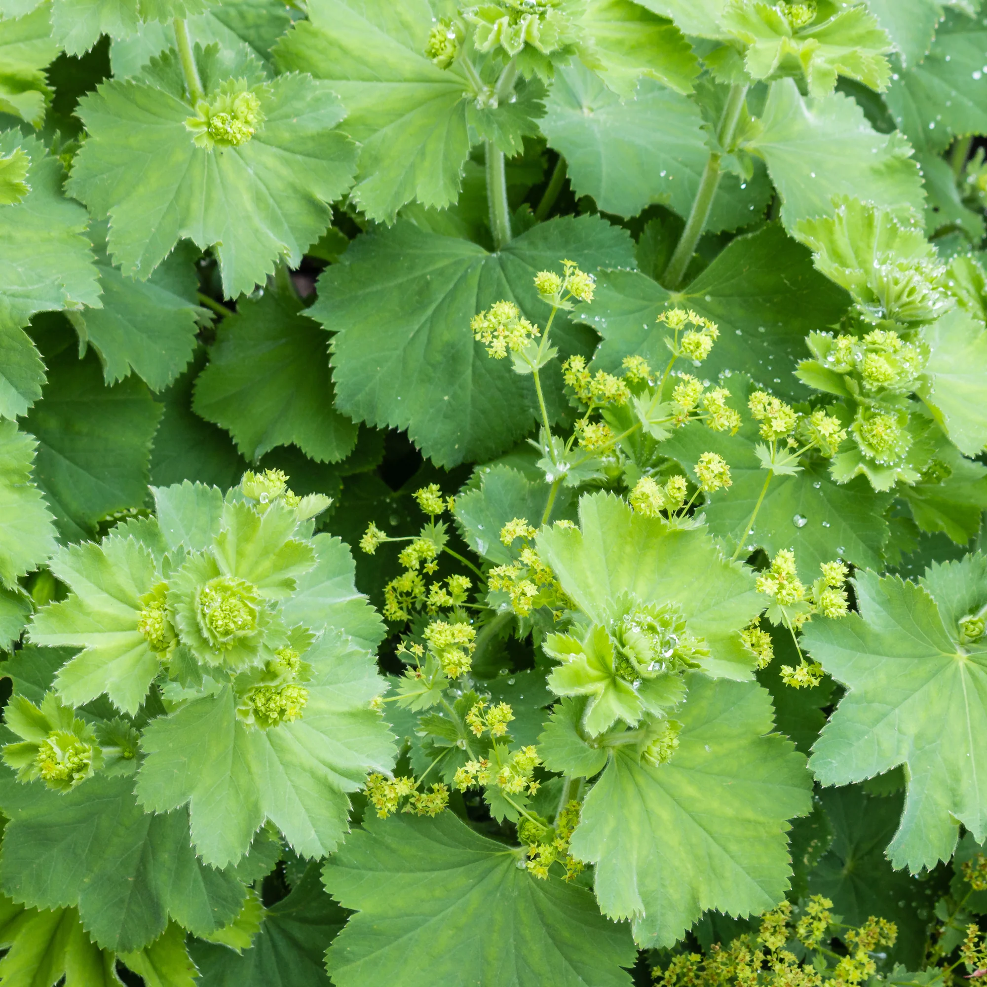 Alchemille vulgaris - Image 4