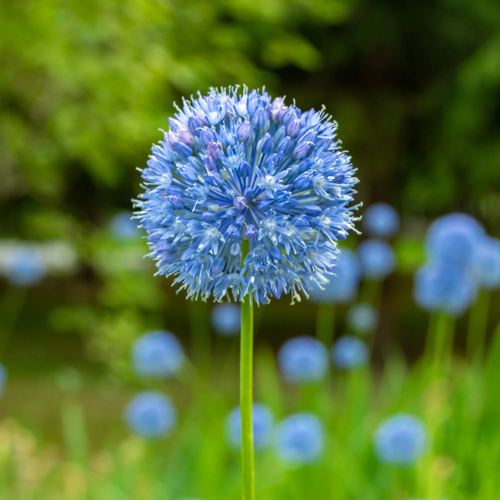 20 Alliums bleus - Image 3