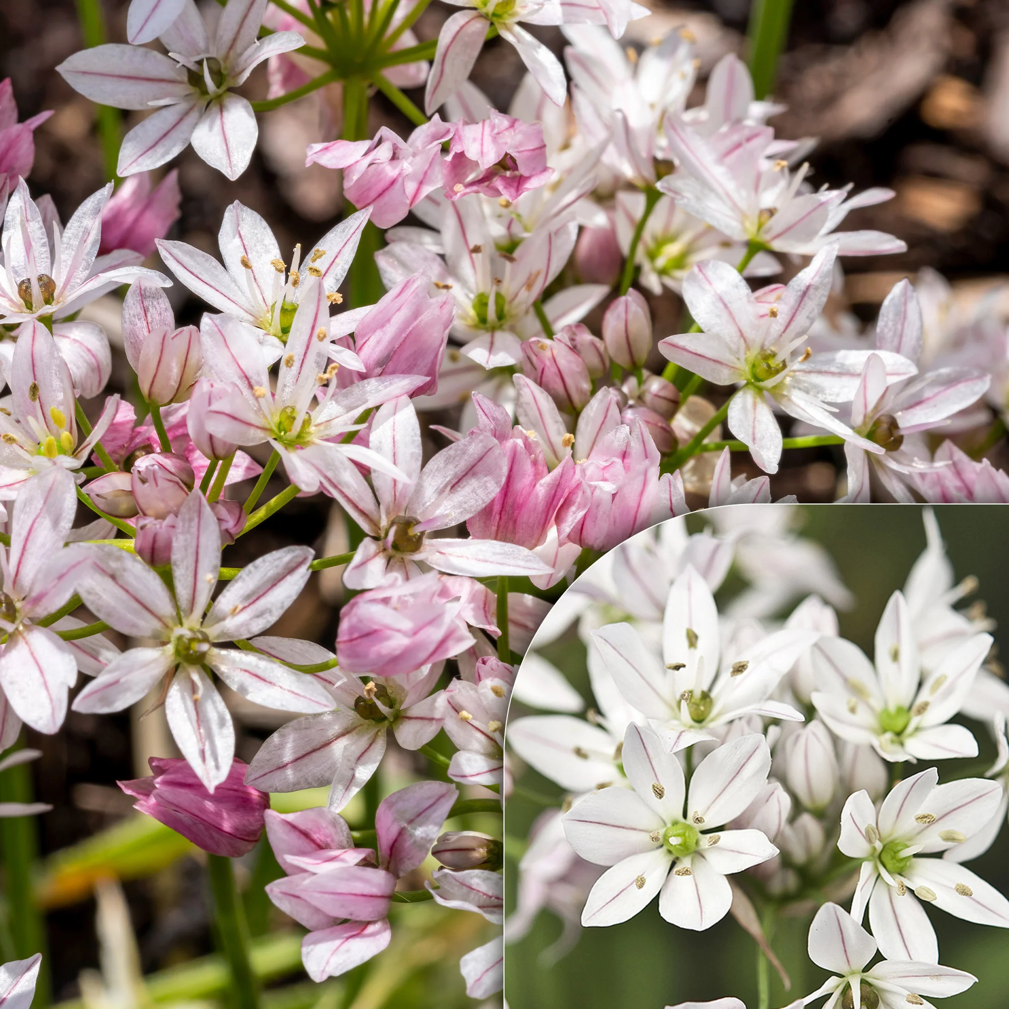 25 Alliums Caméléon