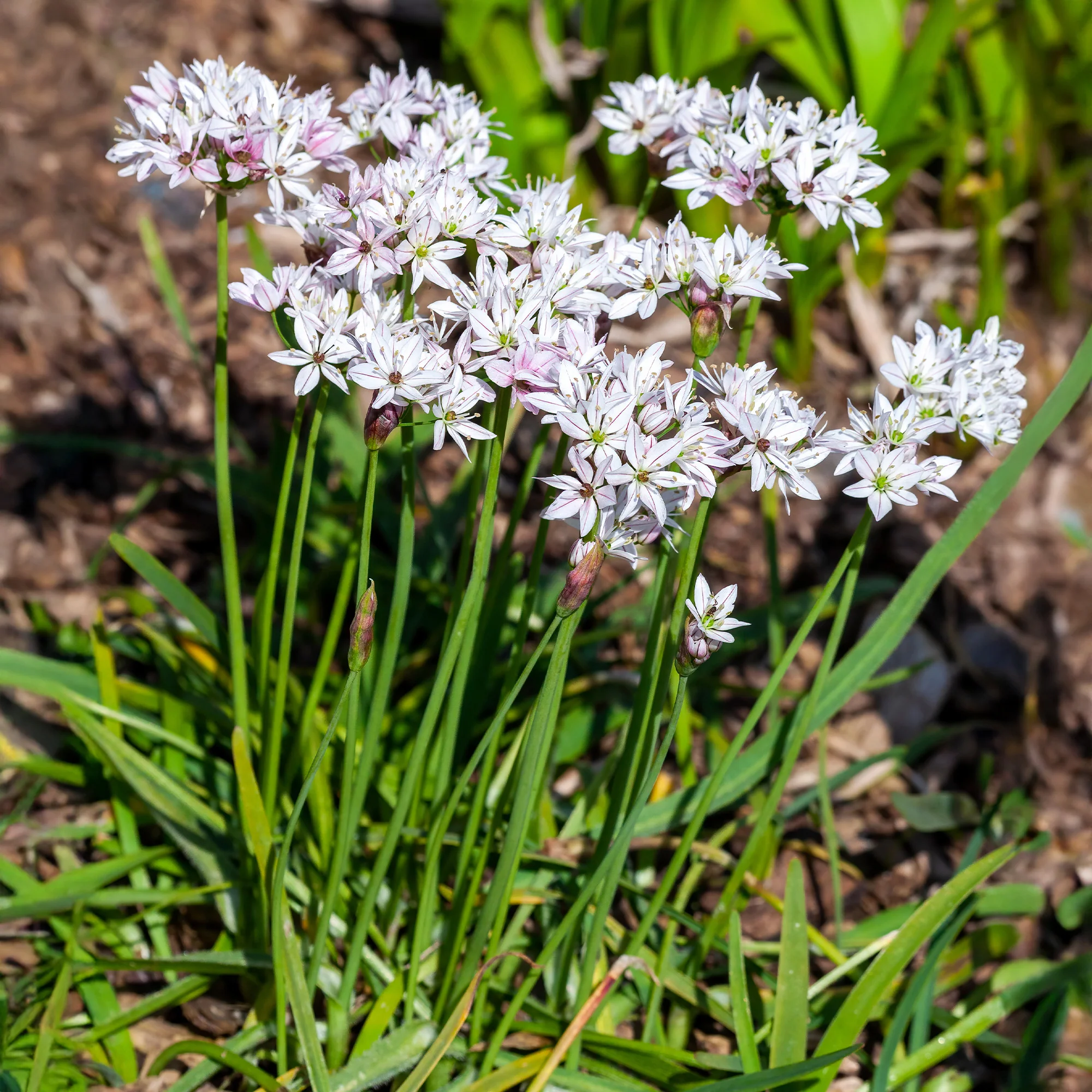25 Alliums Caméléon - Image 4