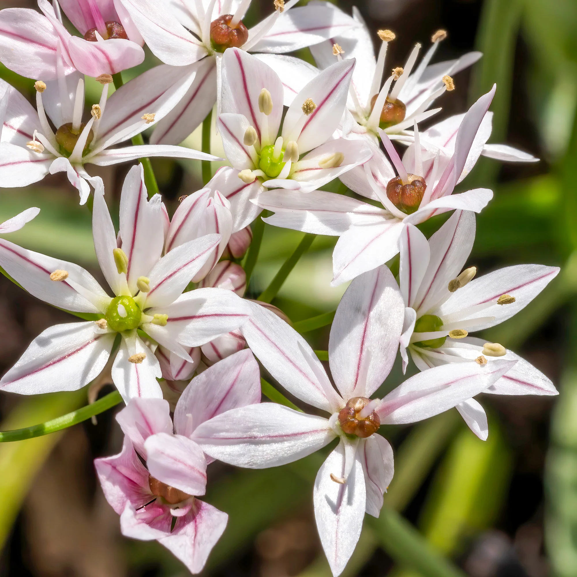 25 Alliums Caméléon - Image 6