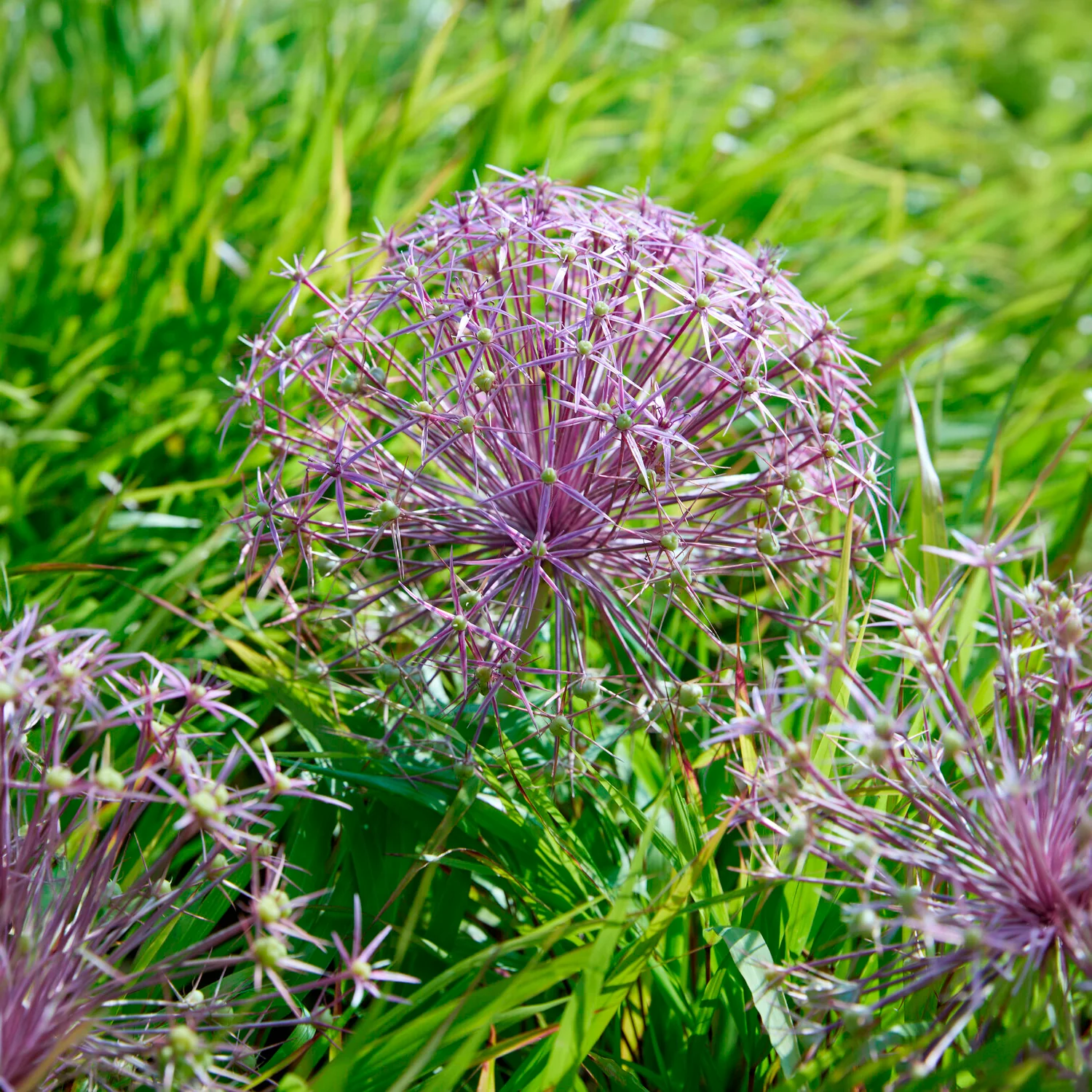 10 Alliums Christophii - Image 2