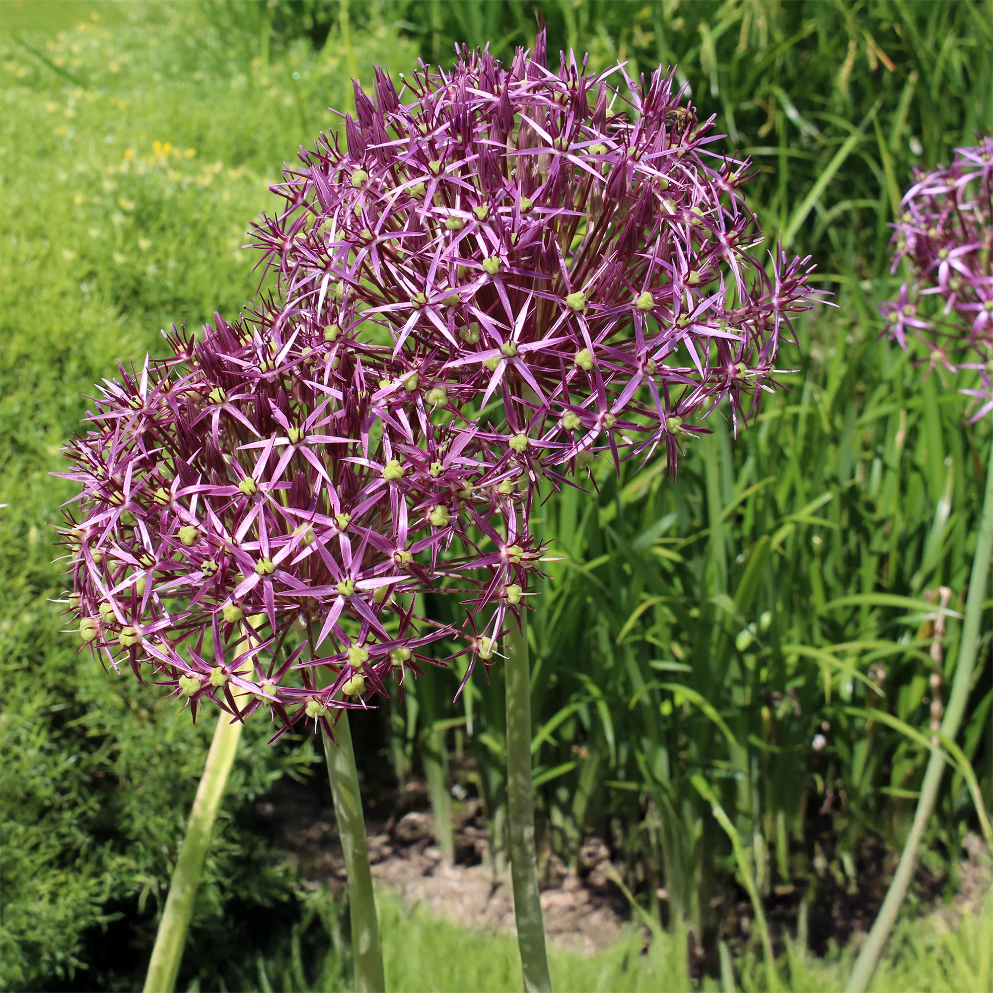 10 Alliums Christophii - Image 3