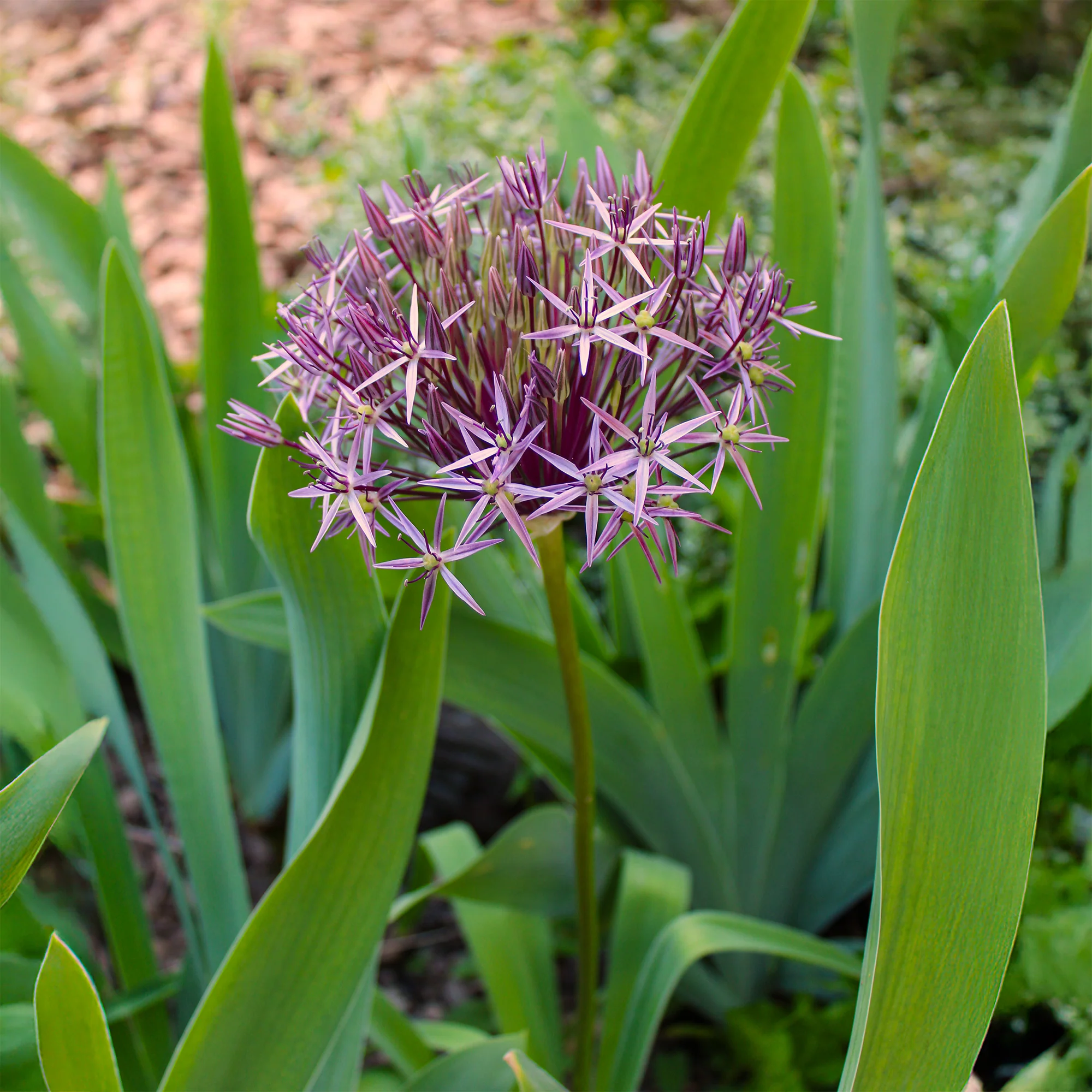 10 Alliums Christophii - Image 4