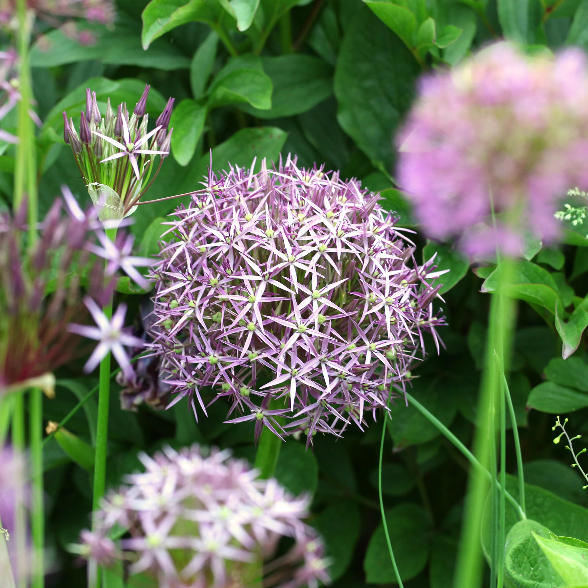 10 Alliums Christophii - Image 5