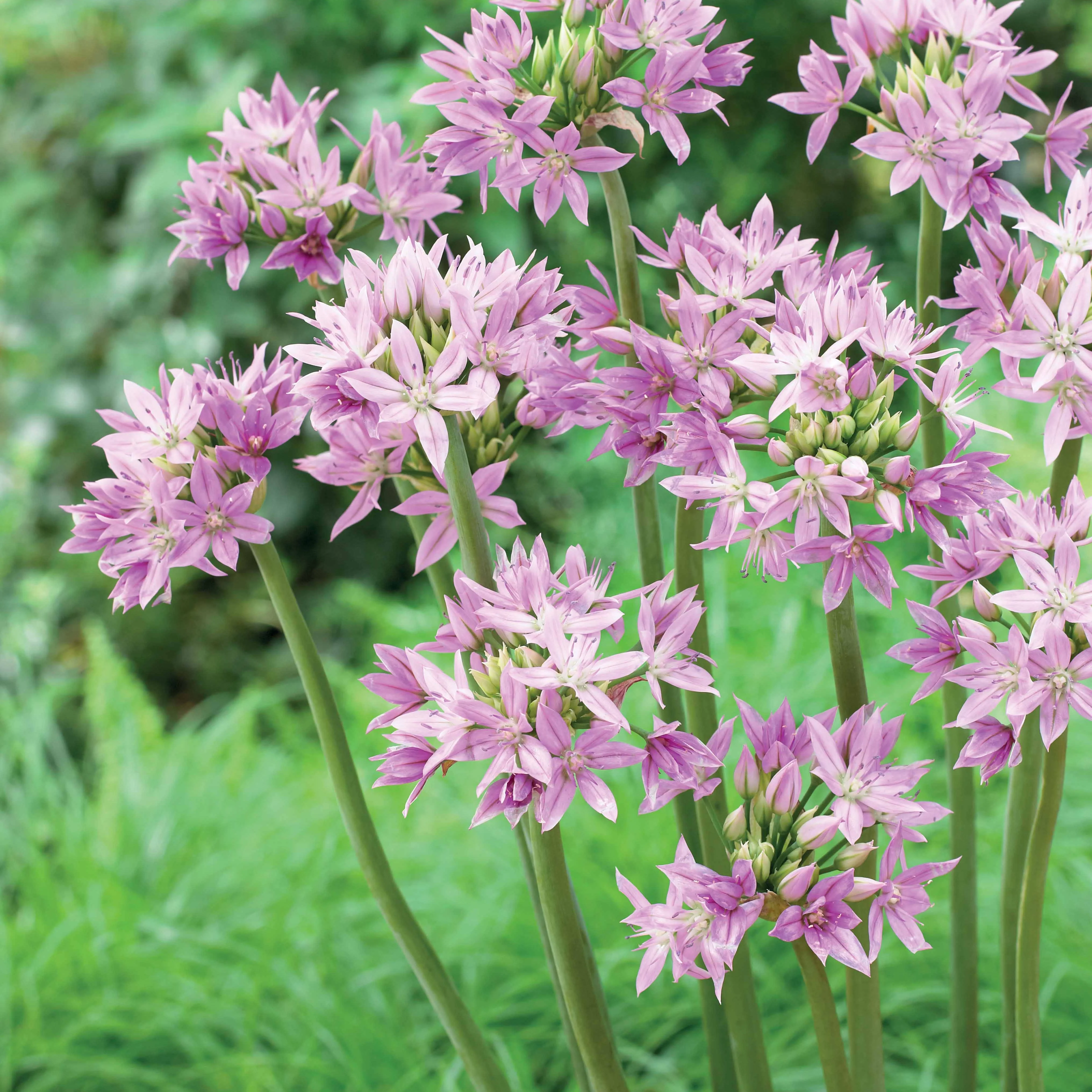 20 Alliums Eros