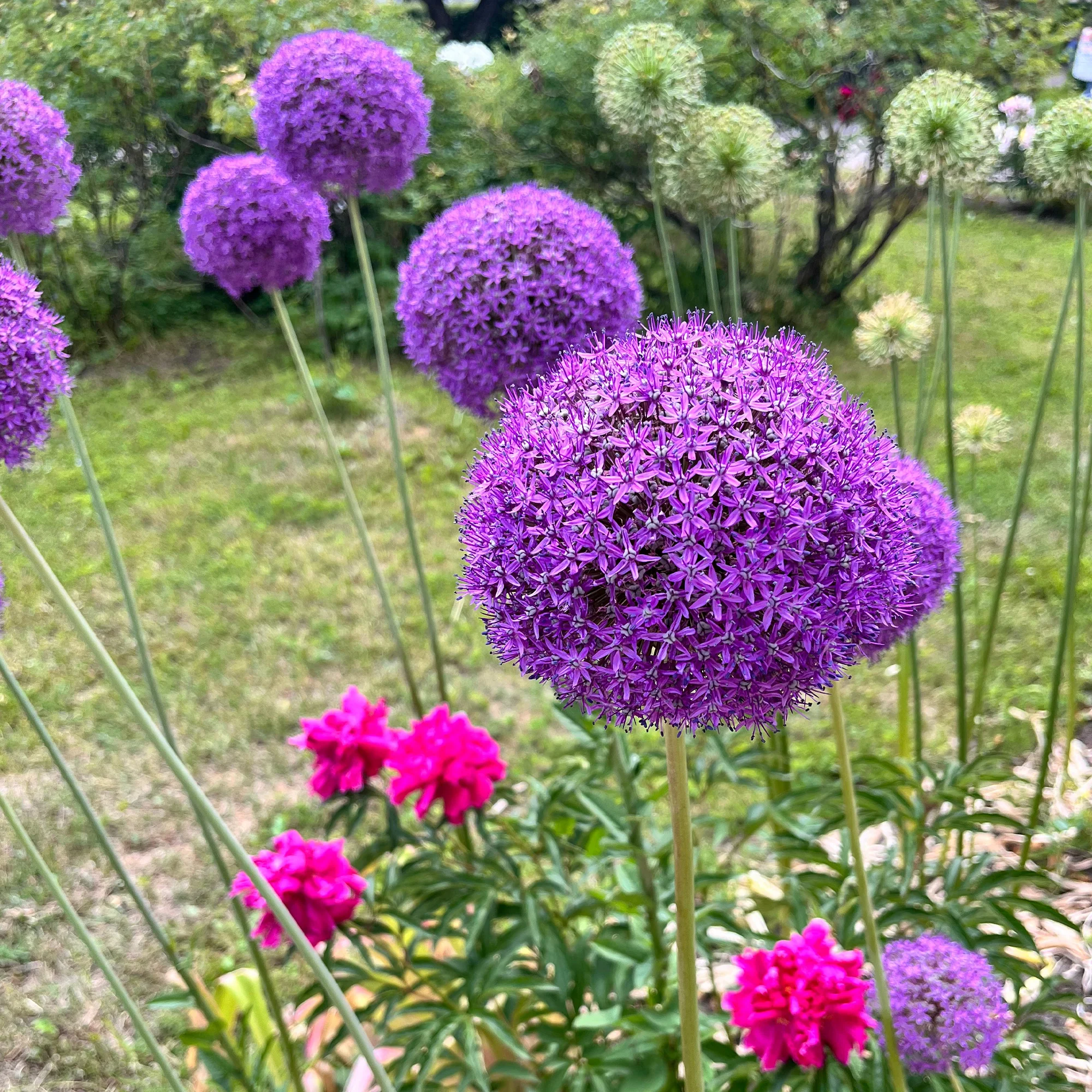 Allium Gladiator - Image 2