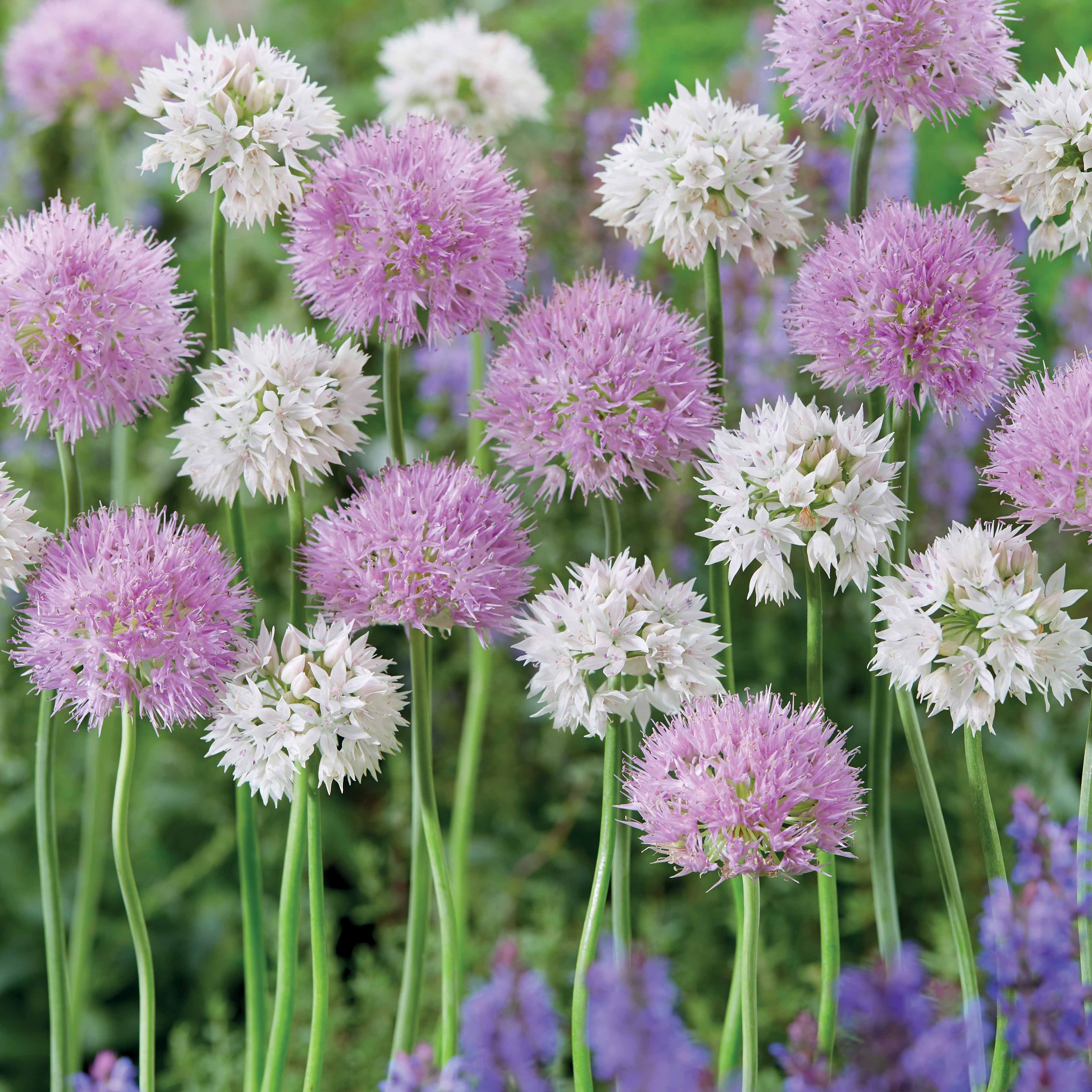 10 Alliums Rosy Dream