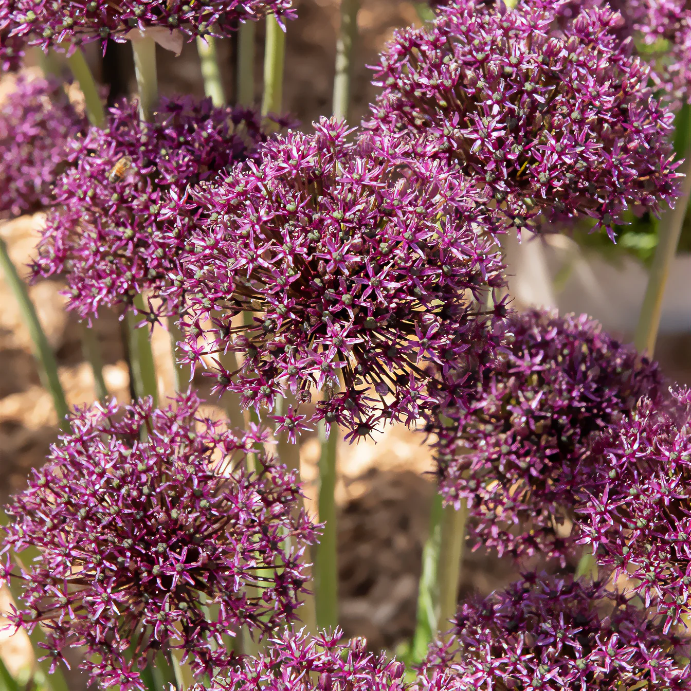 Alliums Miami - Image 2