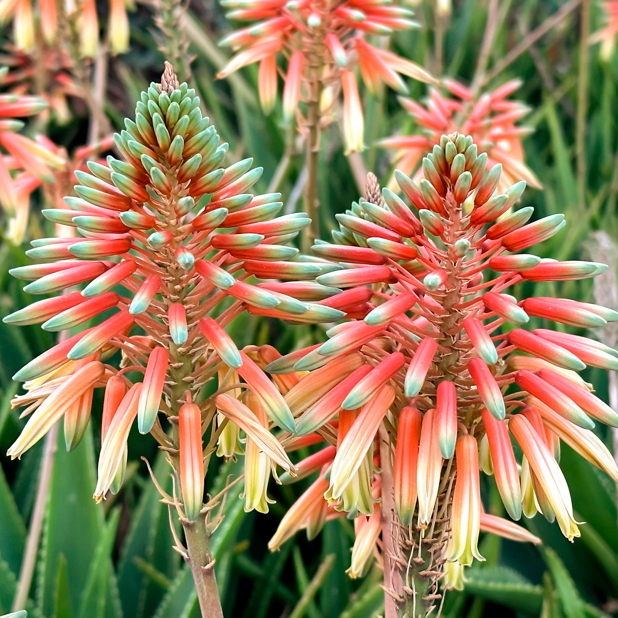 Aloe Safari Sunrise - Image 5