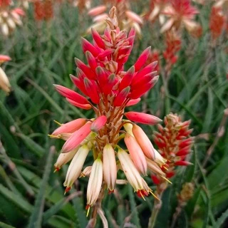 Aloe Safari Sunrise - Image 6