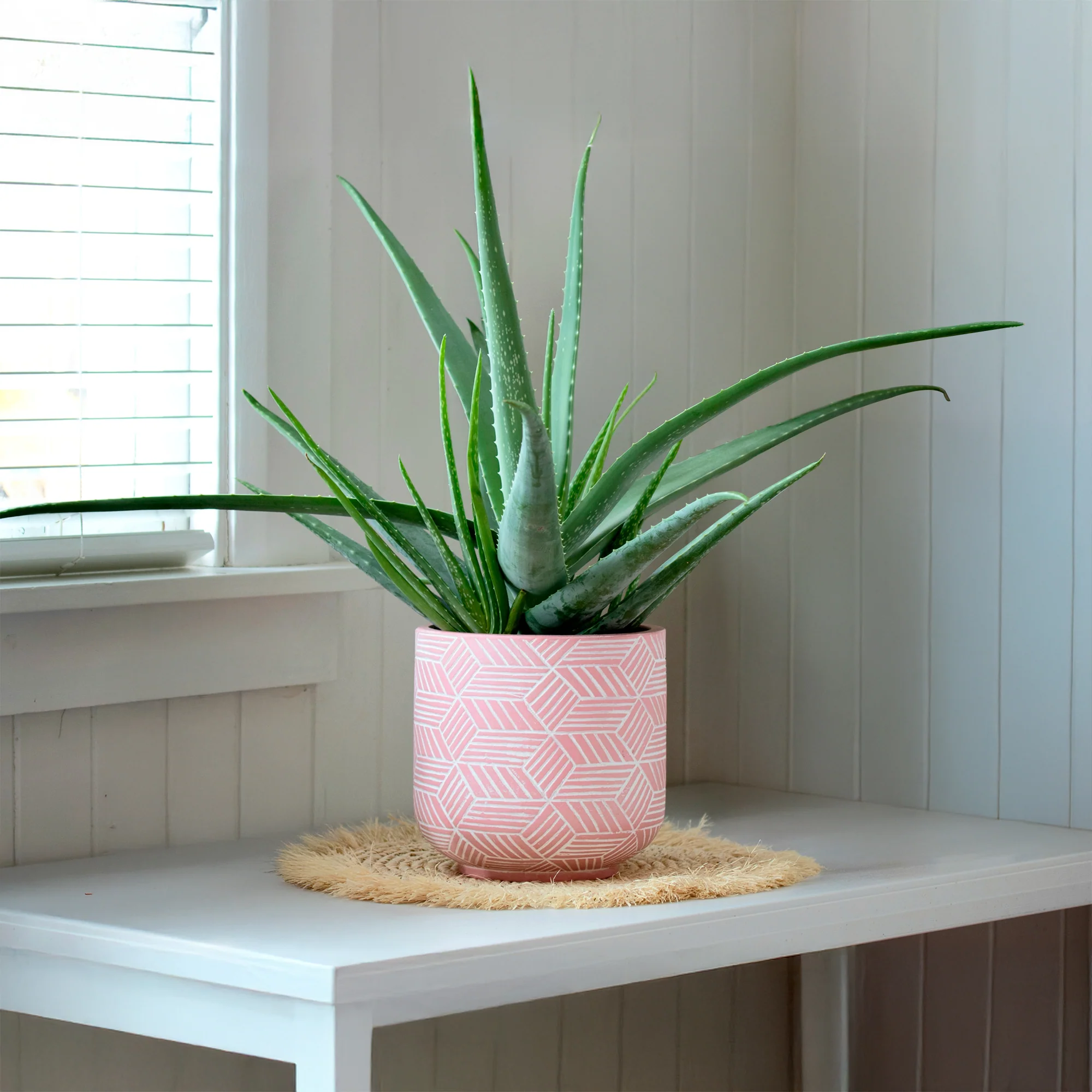 Aloe vera - Image 2