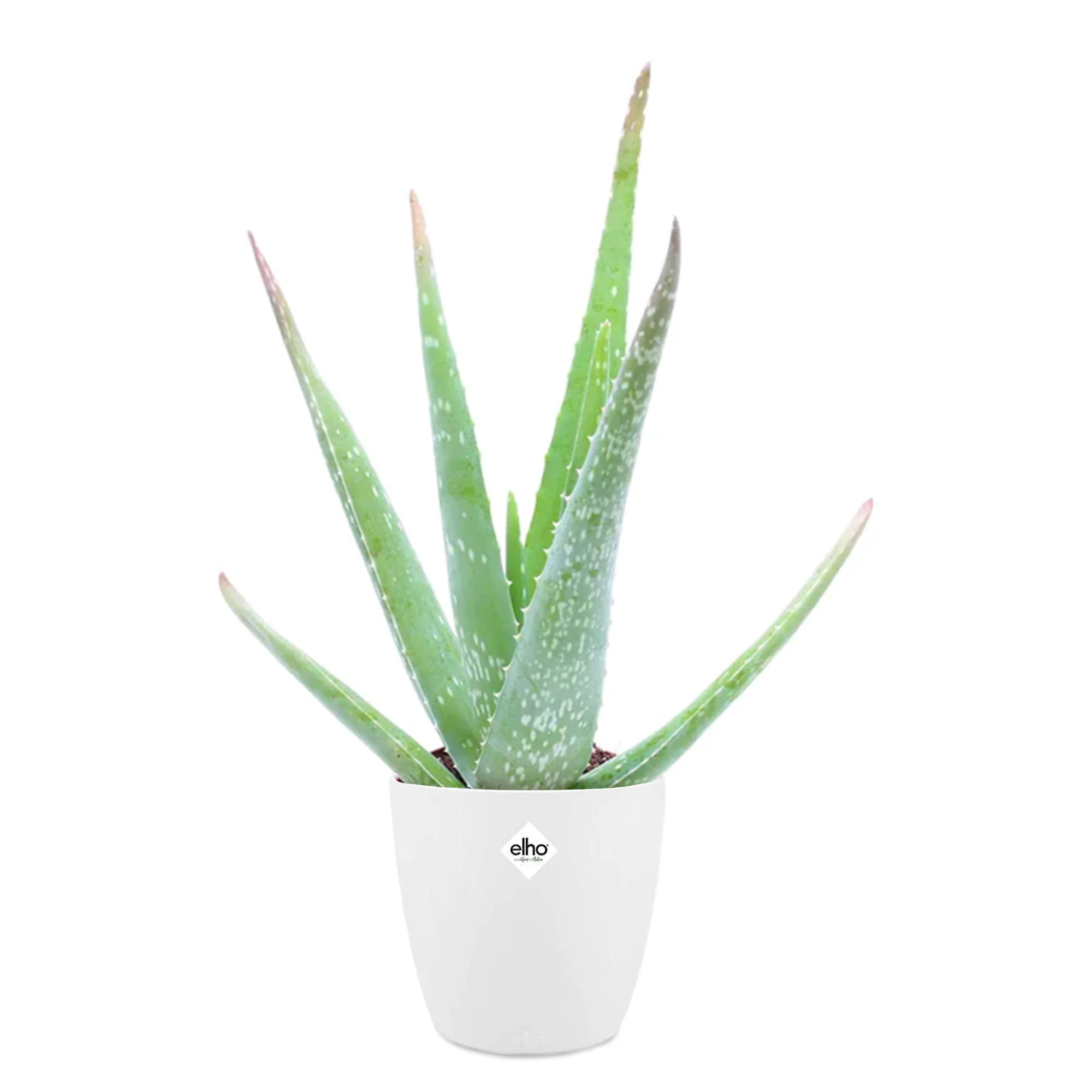 Aloe vera + cache pot blanc 14 cm. - Image 3