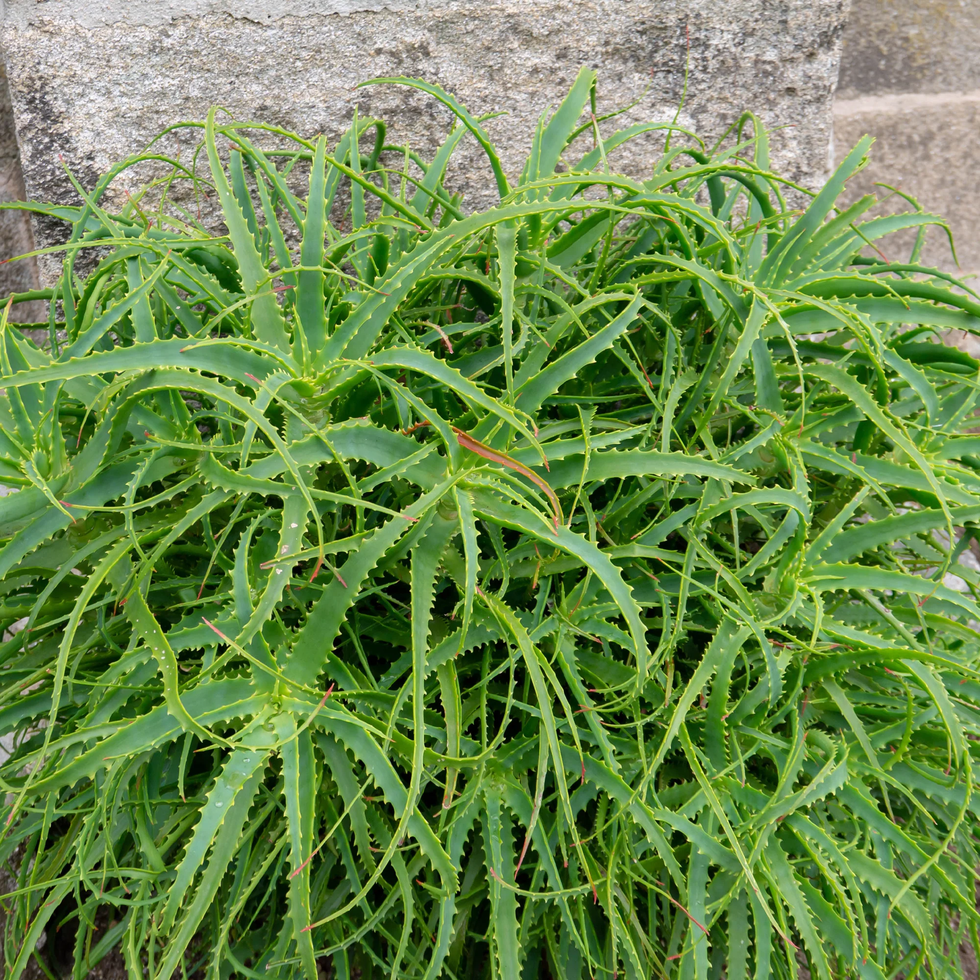 Aloès arborescent - Image 2