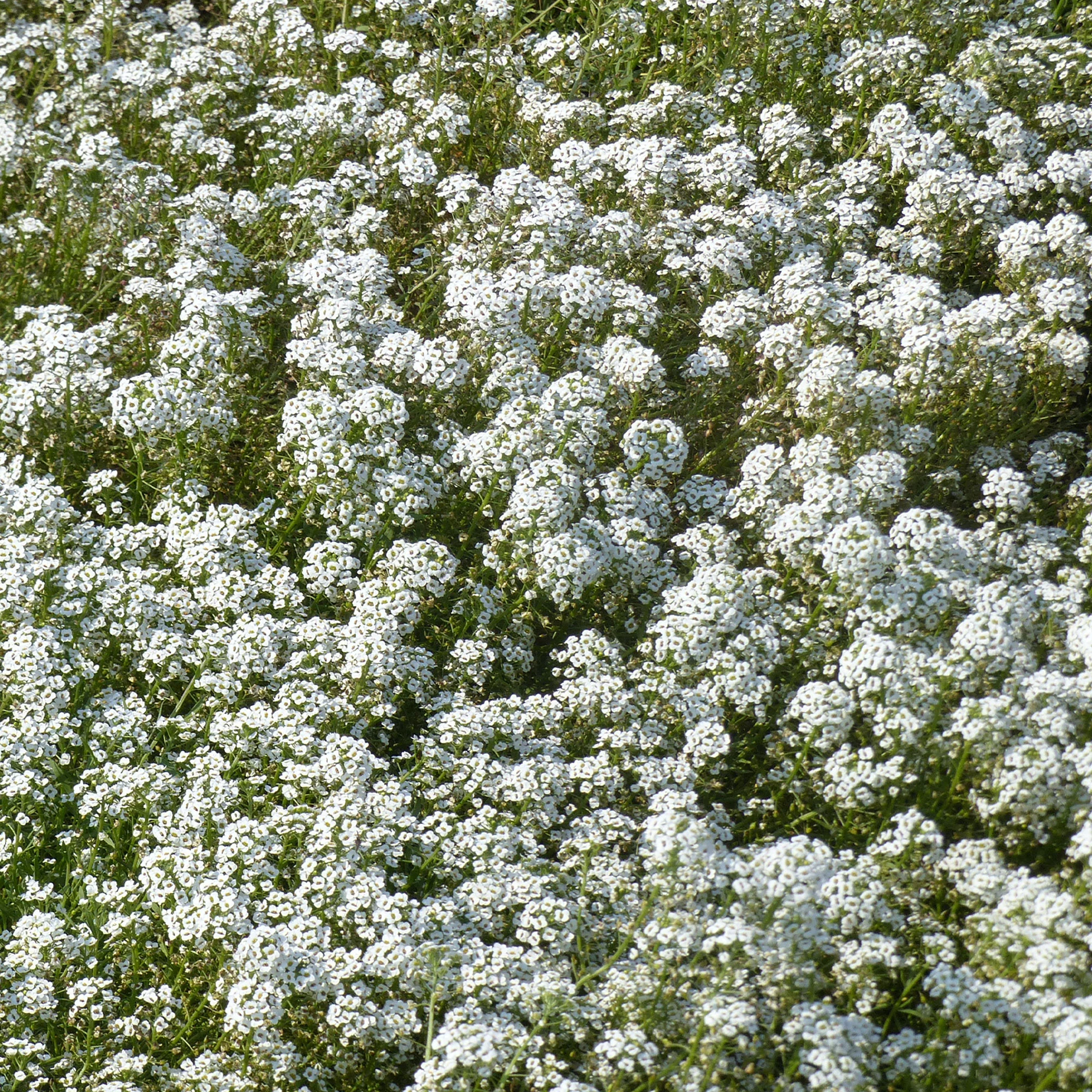 Alysse odorant