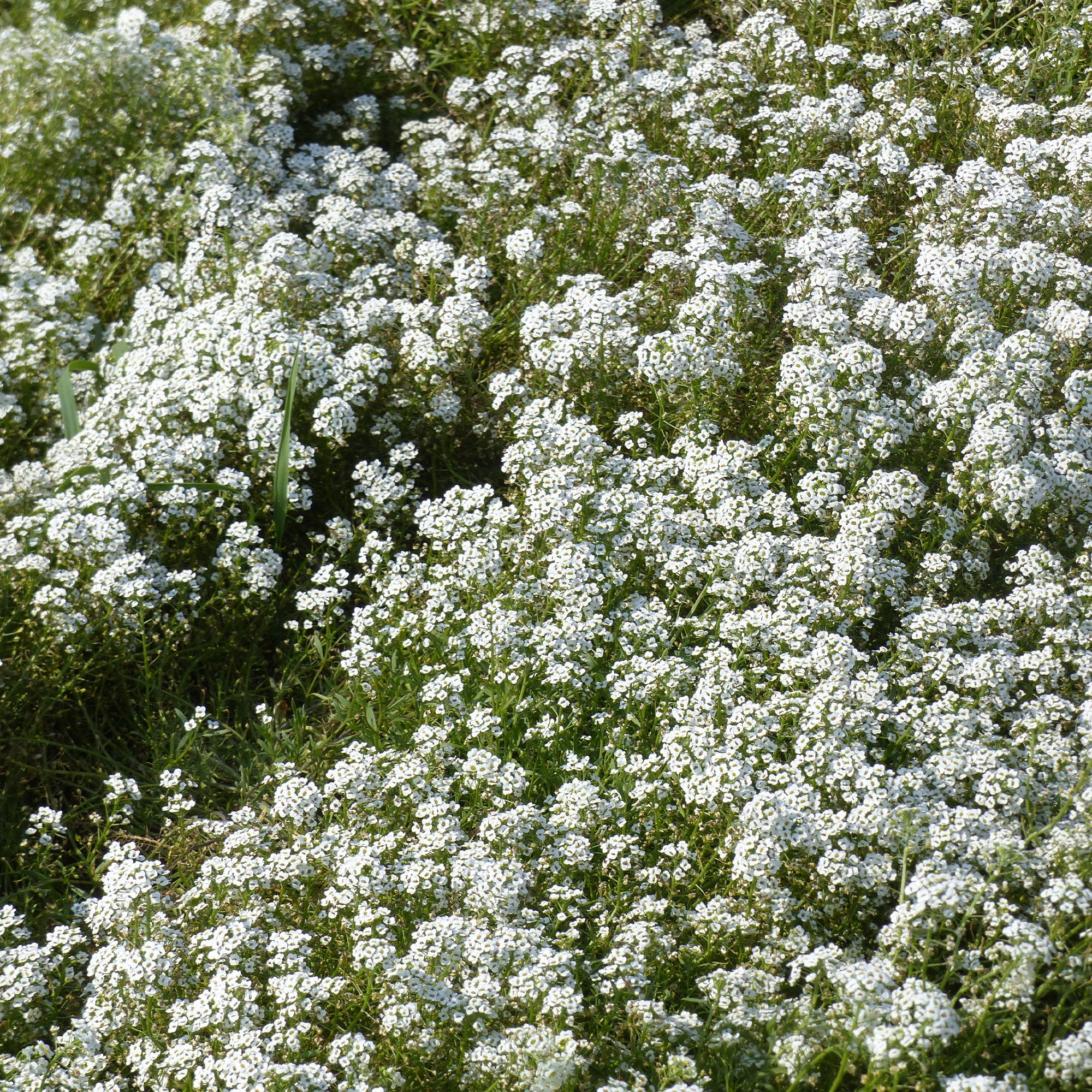 Alysse odorant - Image 2