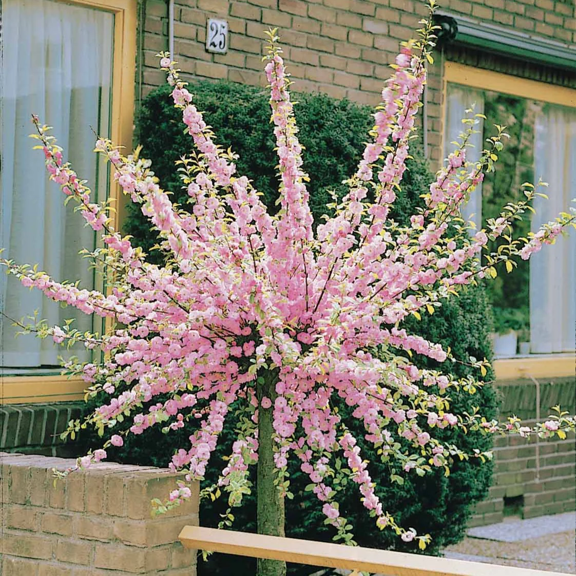 Amandier à fleurs sur tige - Image 2