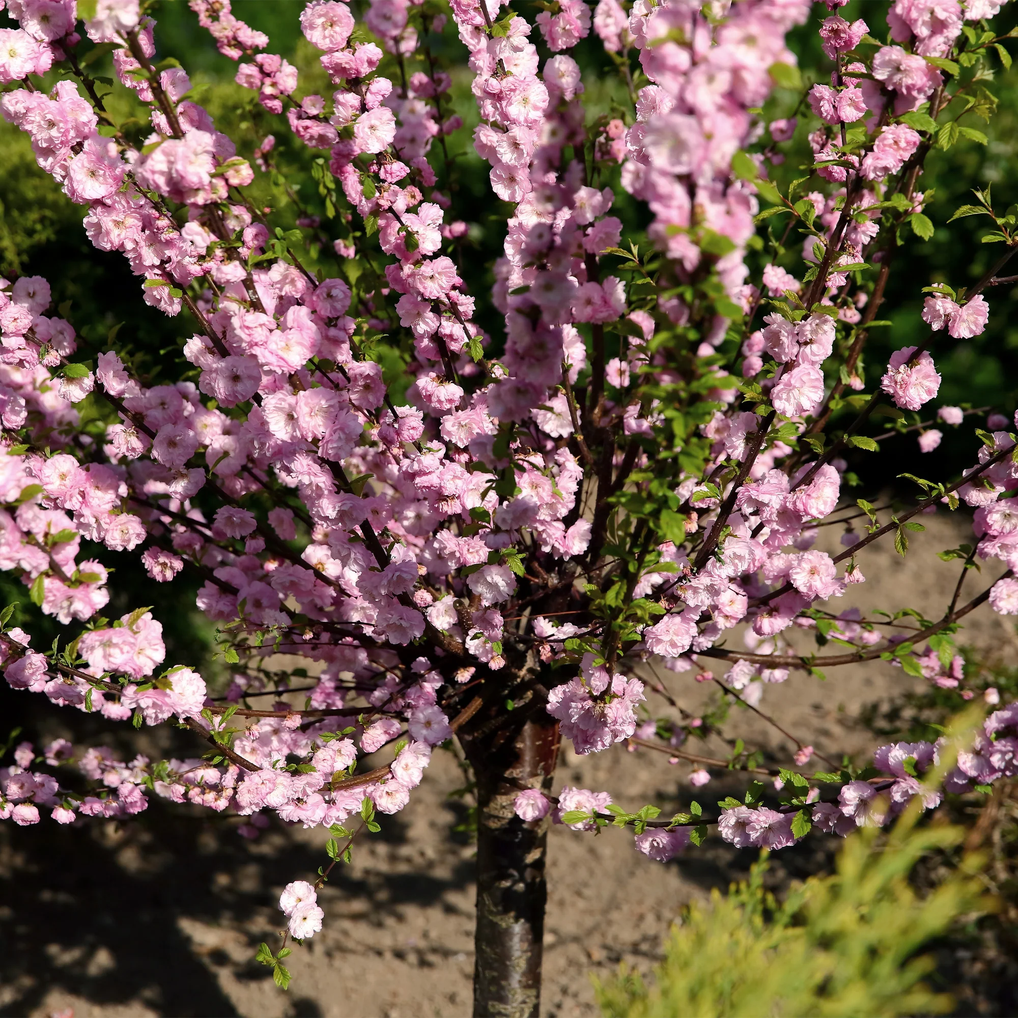 Amandier à fleurs sur tige - Image 3