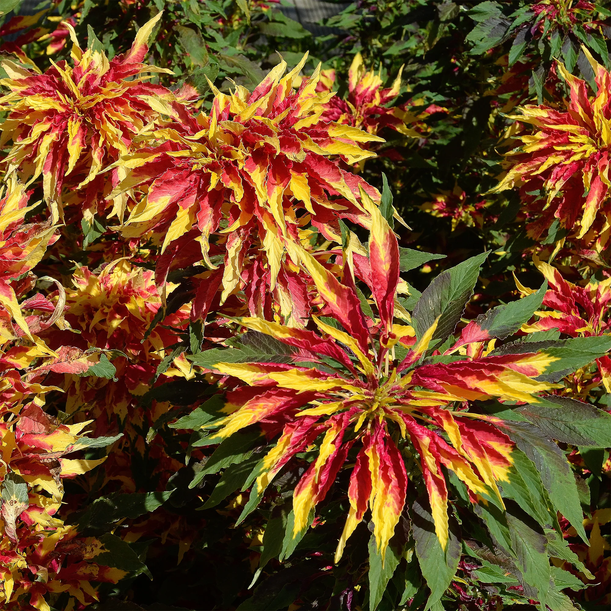 Amarante tricolore comestible Garden Select - Image 2