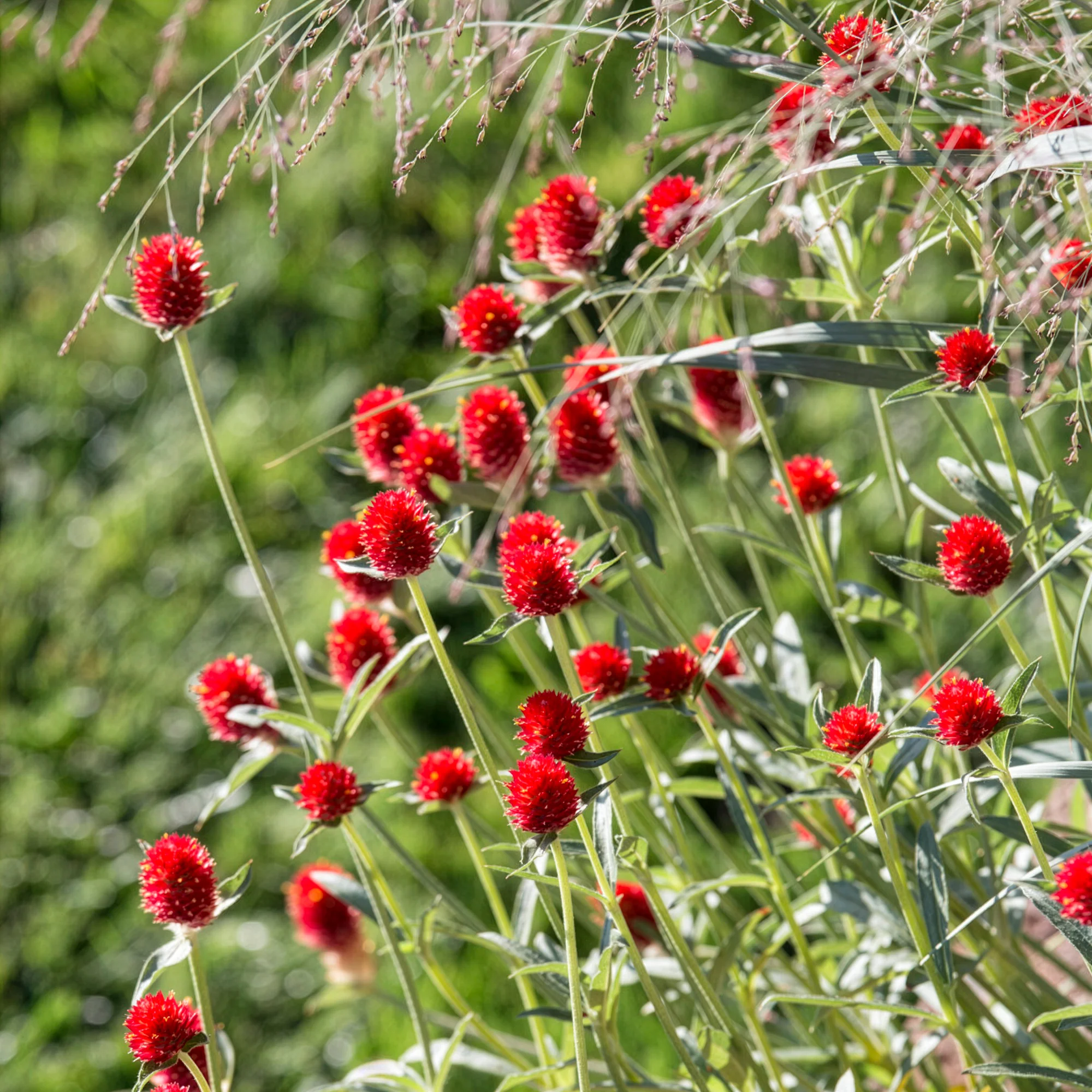 Amarantine écarlate Strawberry fields