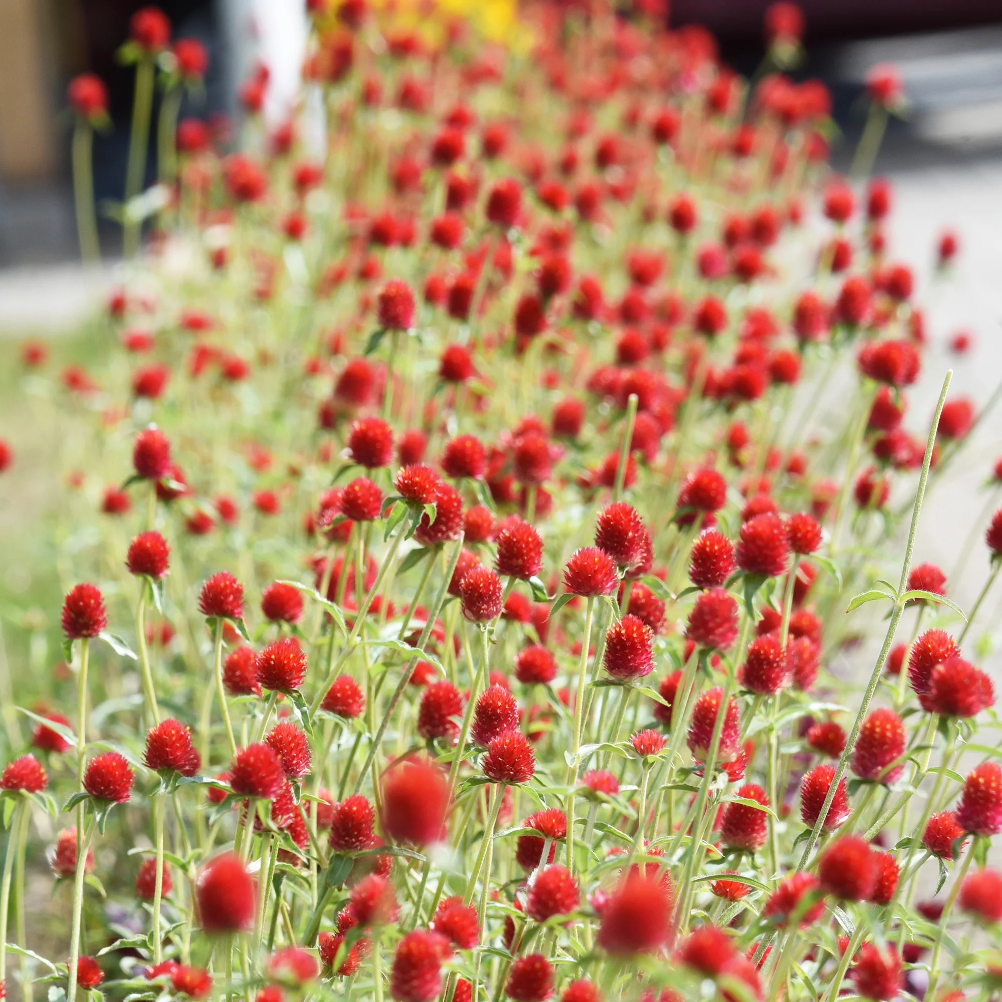Amarantine écarlate Strawberry fields - Image 3