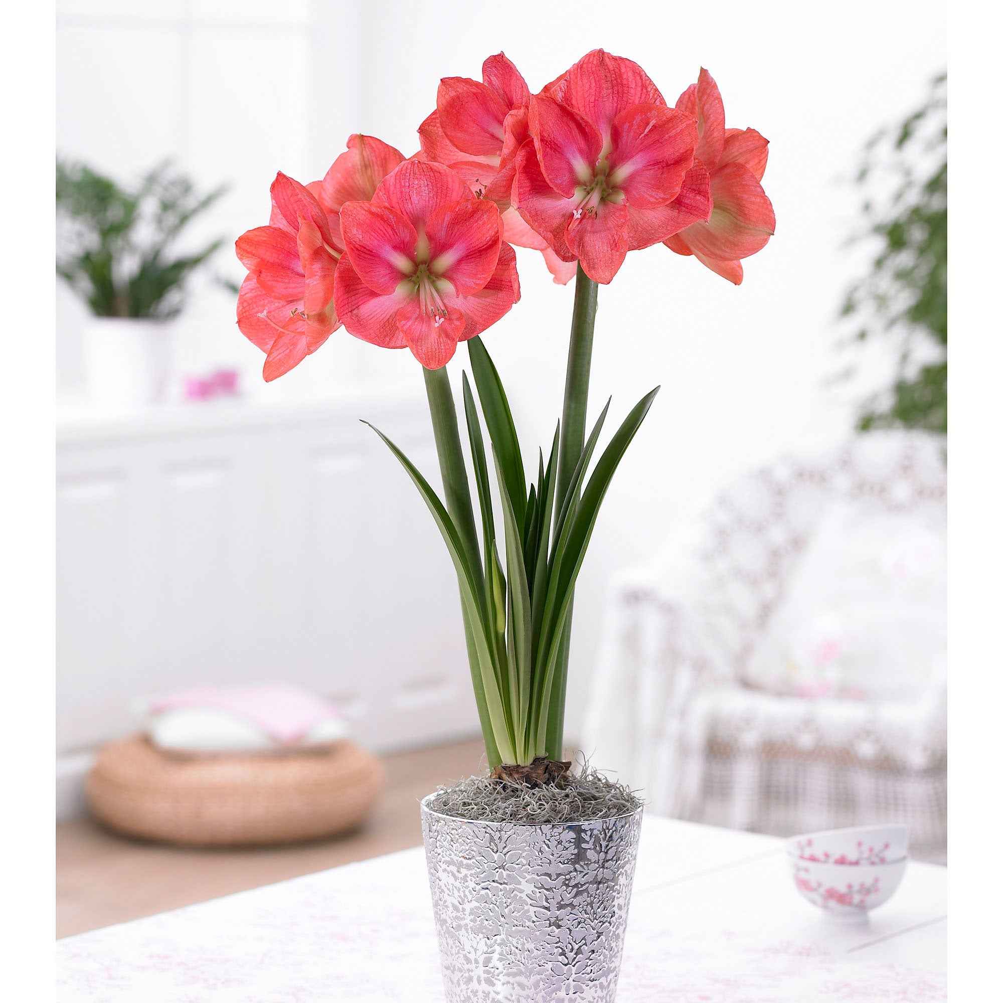 Amaryllis 'Exposure'