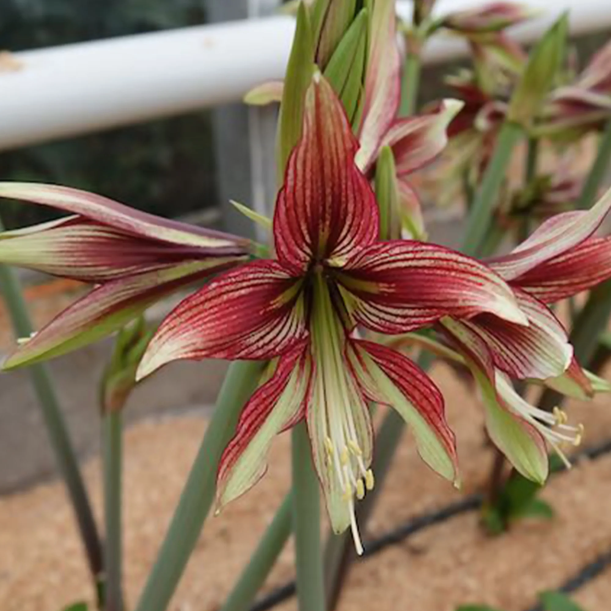 Amaryllis Mystica - Image 4