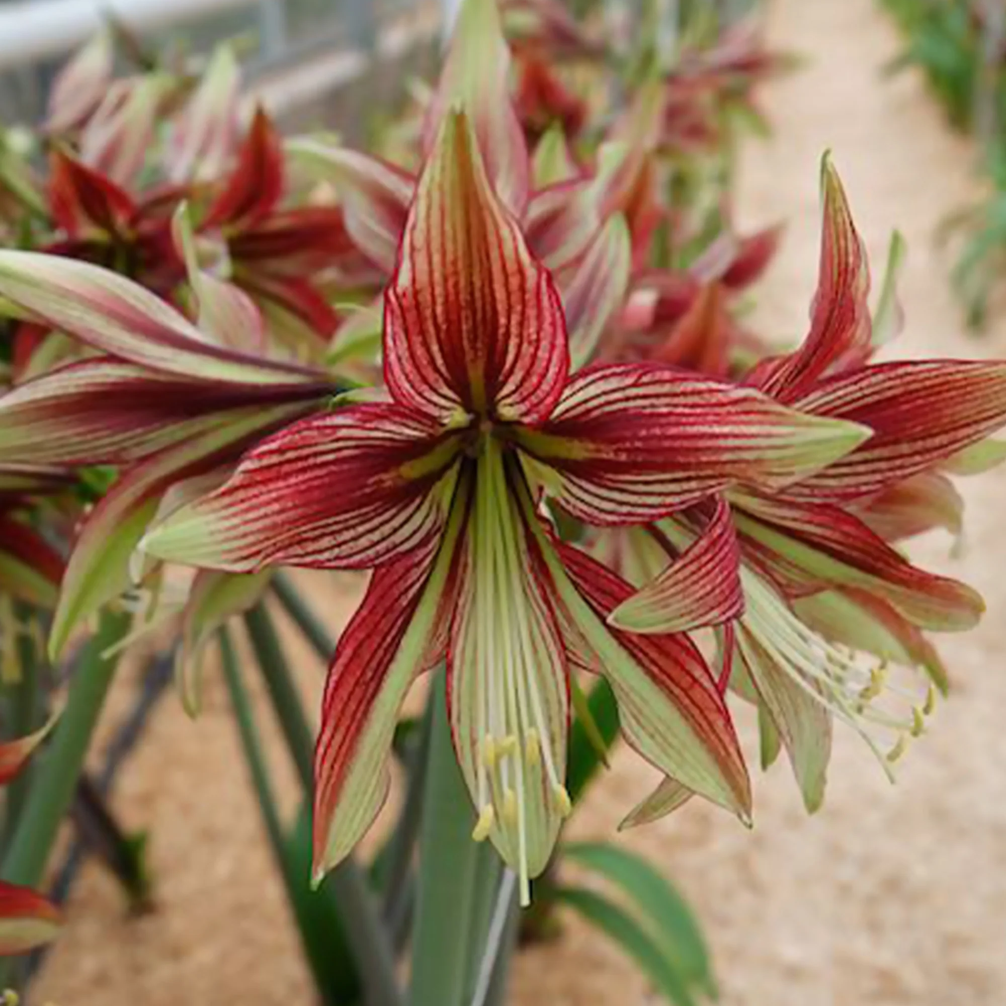 Amaryllis Mystica - Image 5