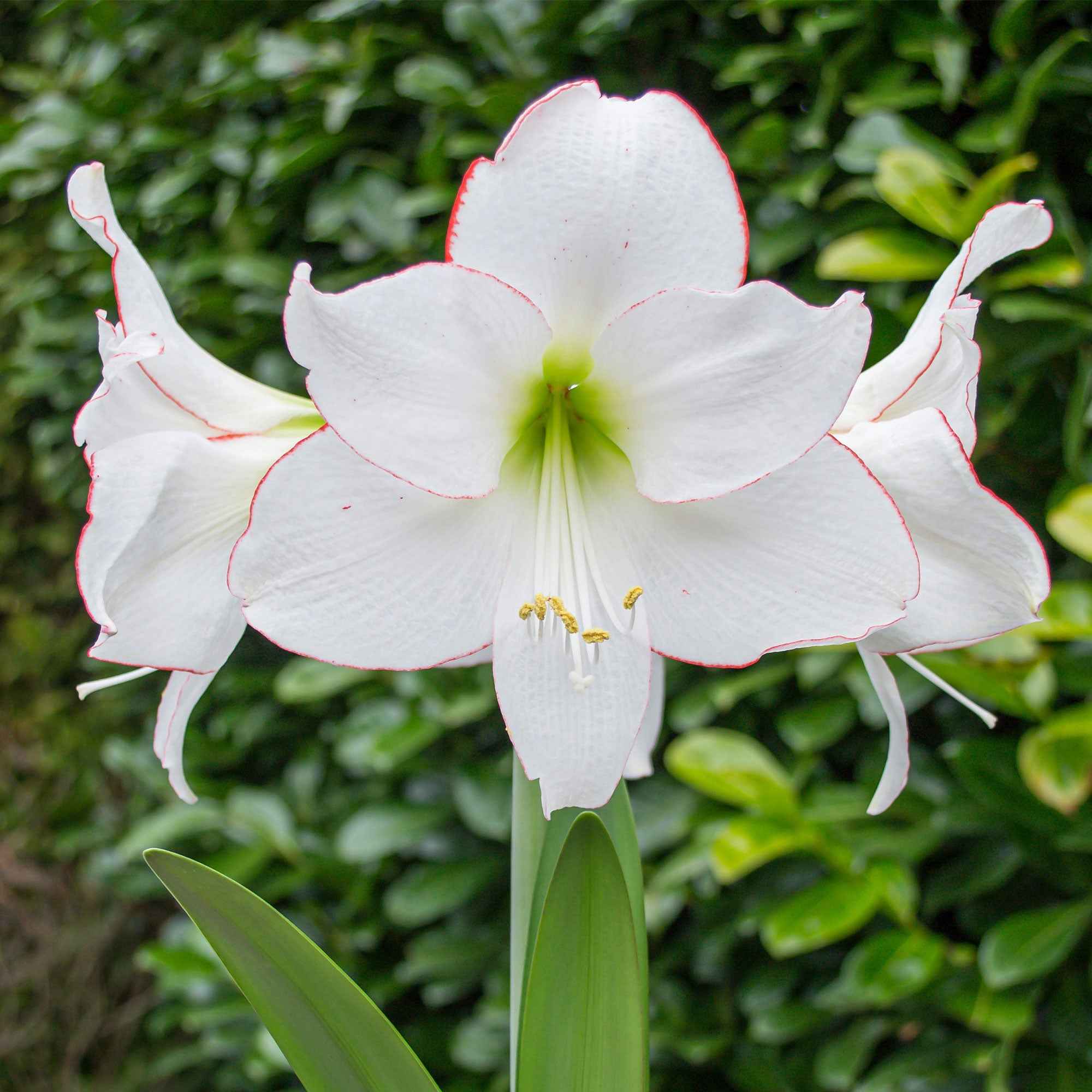 Amaryllis 'Picotee' - Image 2
