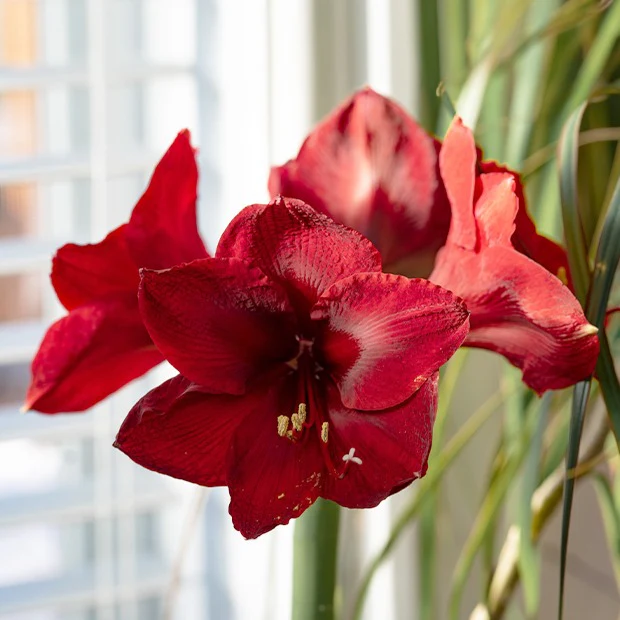 Amaryllis 'Red Lion' - Image 2