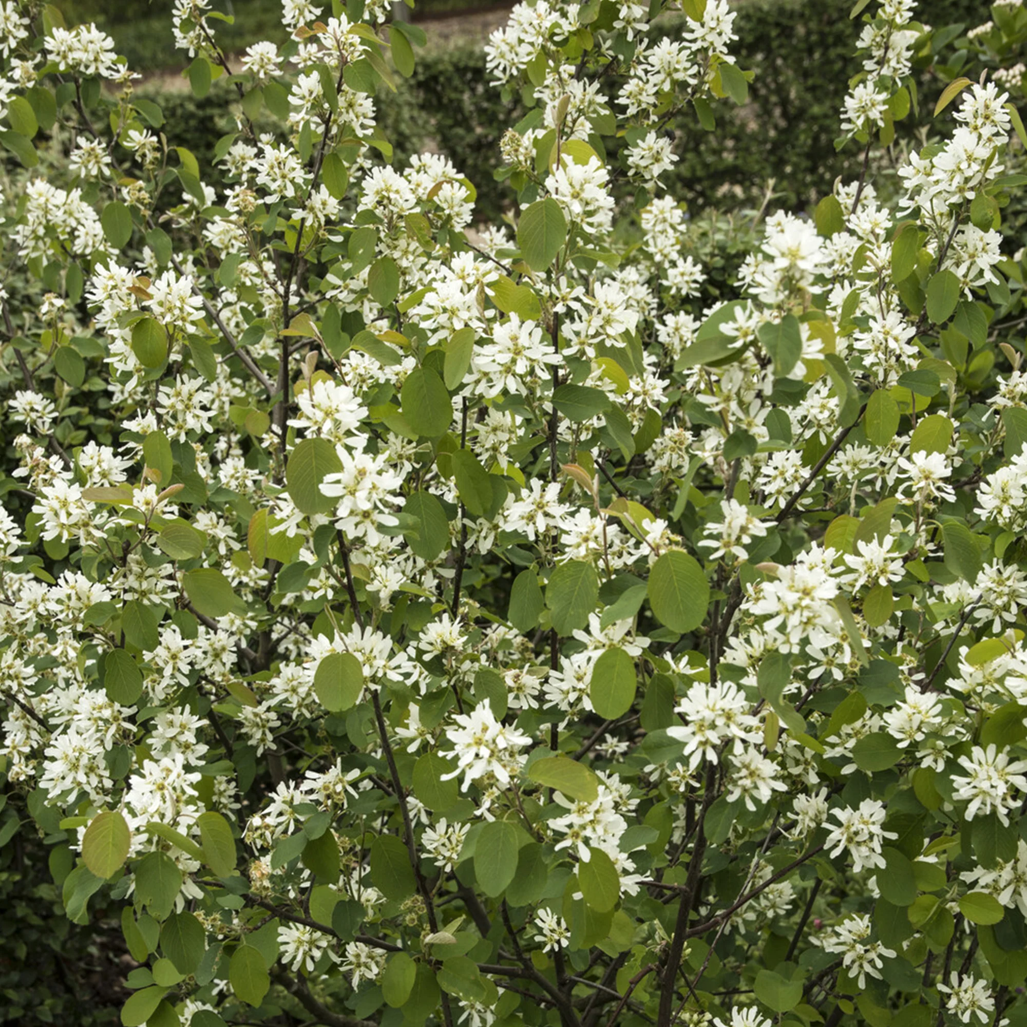 Amélanchier des Bois