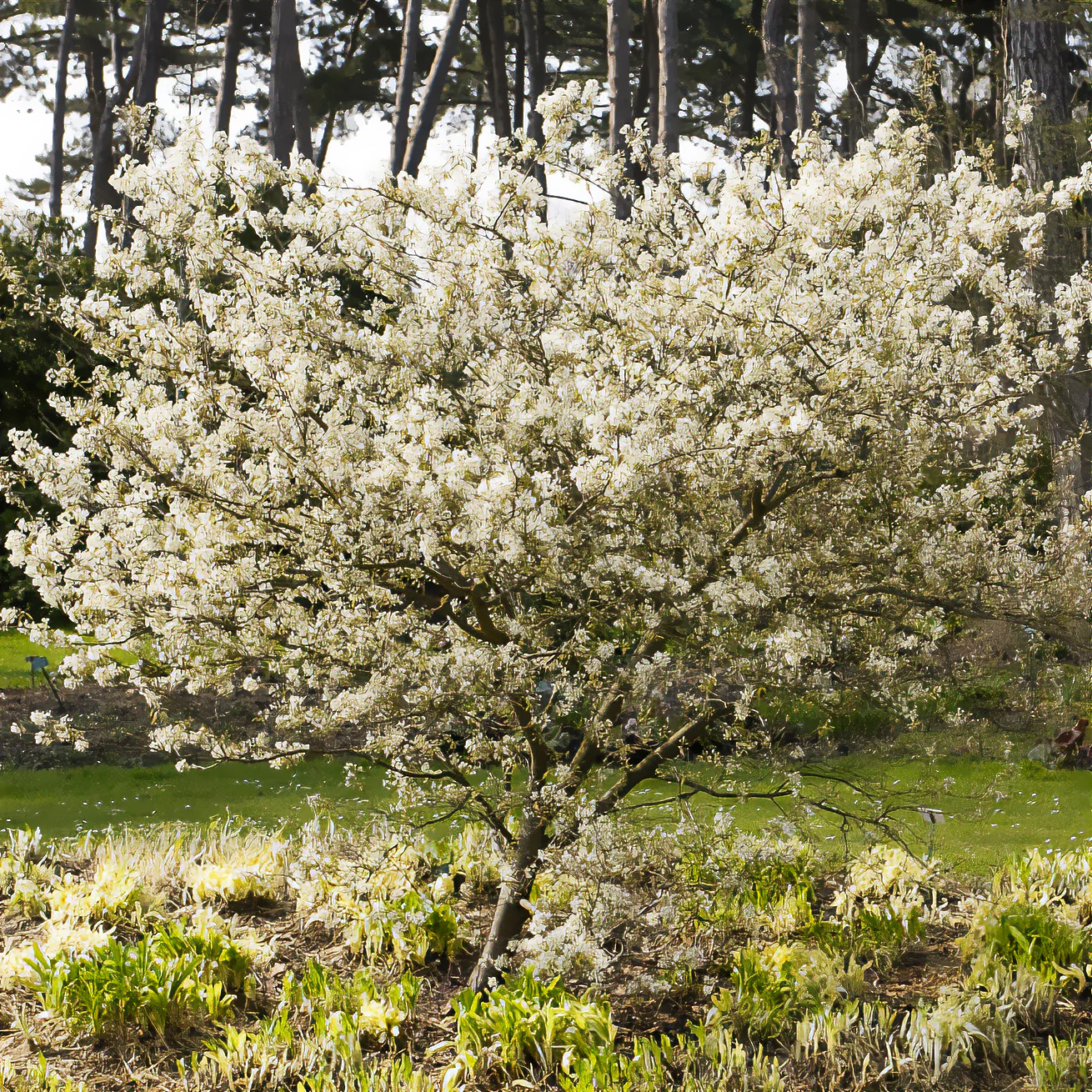 Amélanchier lisse - Image 2