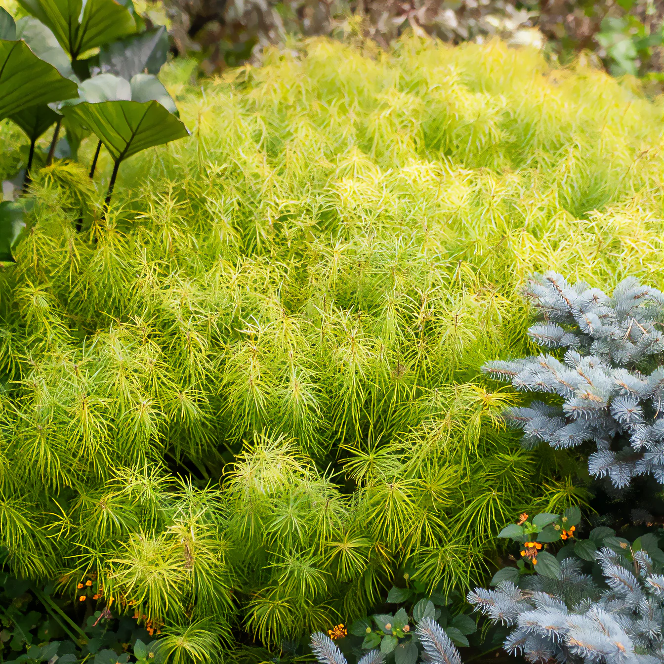 Amsonie hubrichtii - Image 3
