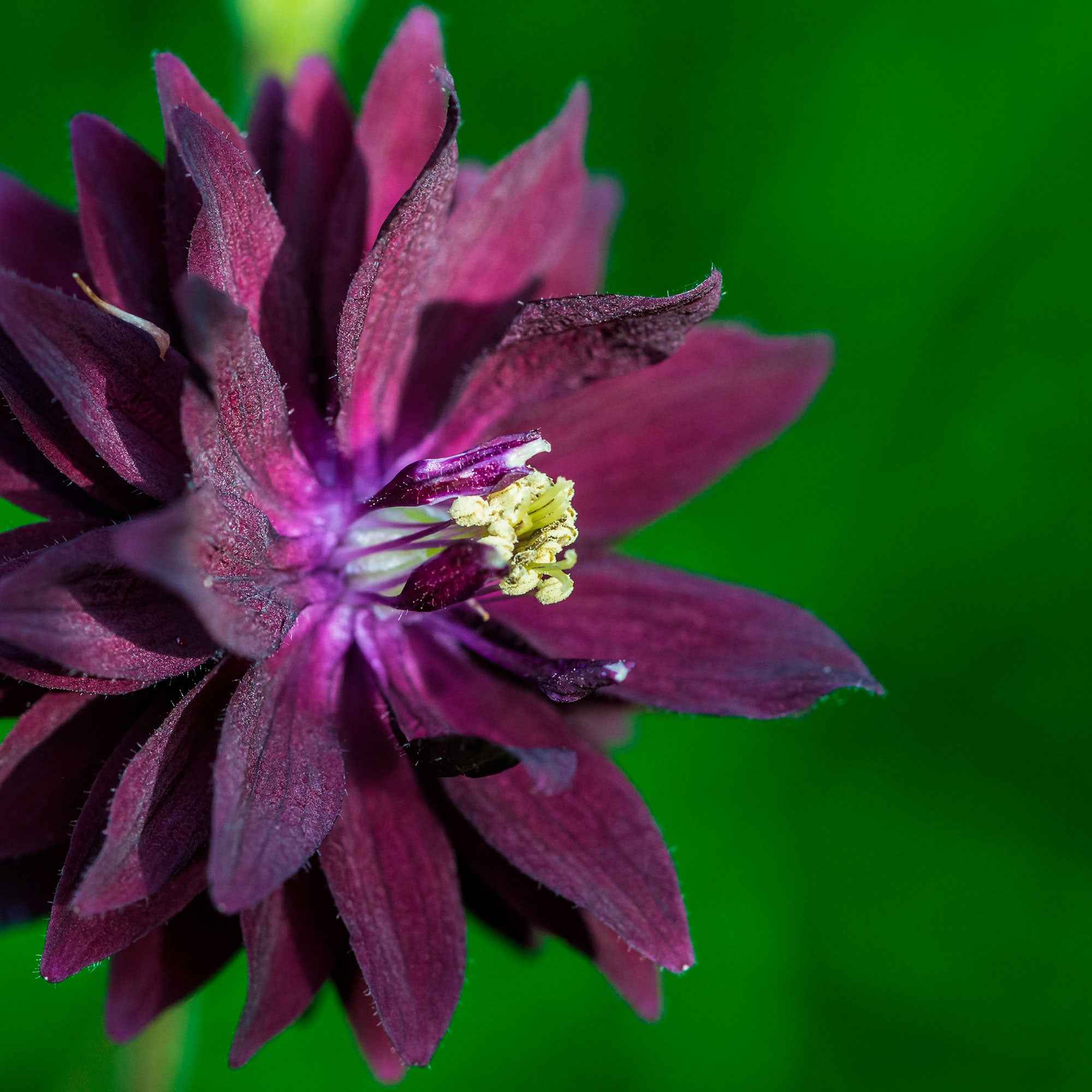 Ancolie des jardins 'Black Barlow' - Image 3