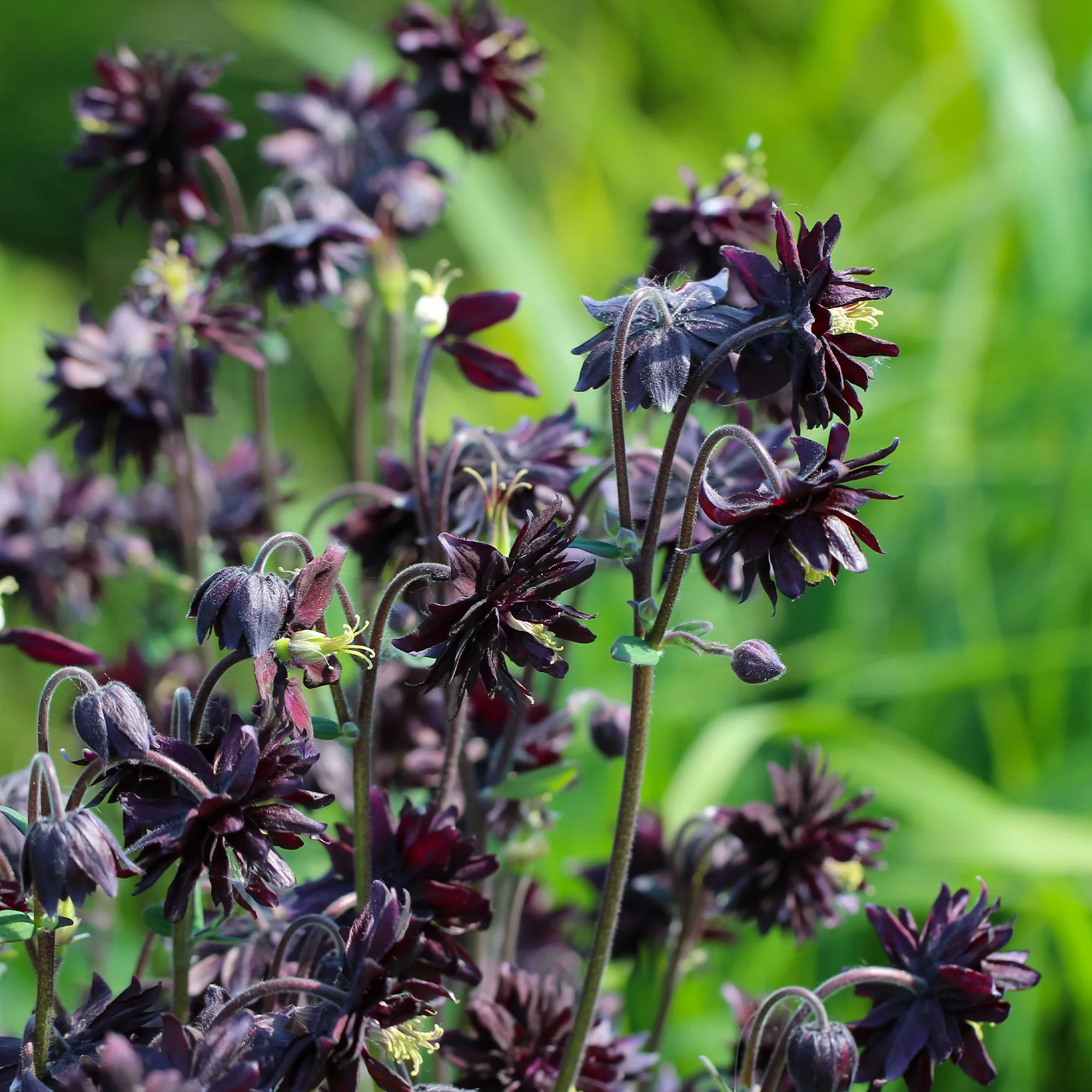 Ancolie des jardins 'Black Barlow' - Image 4