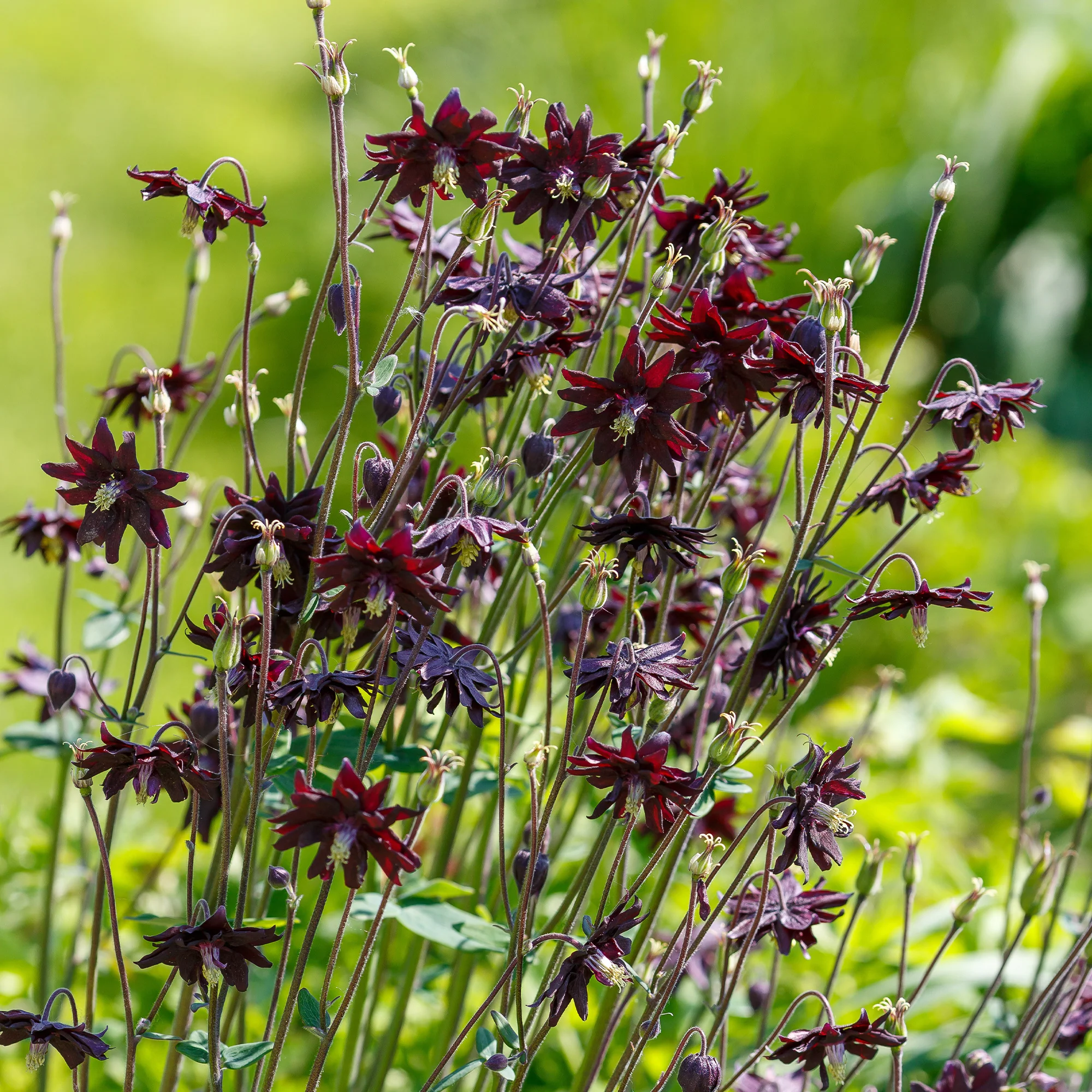 Ancolie des jardins 'Black Barlow' - Image 5