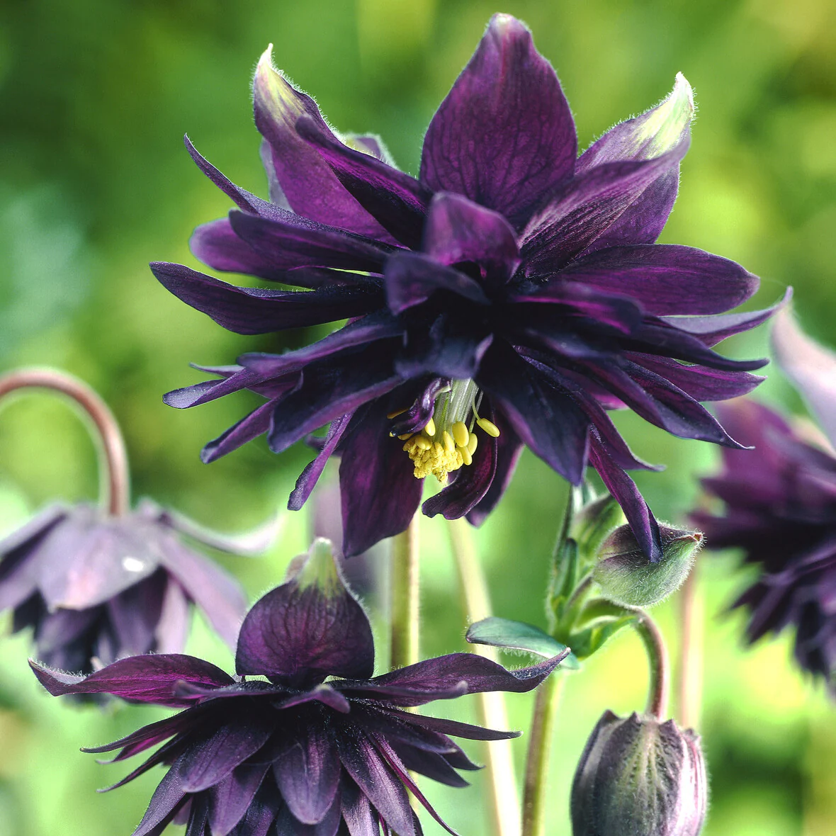 Ancolie des jardins 'Black Barlow' - Image 6