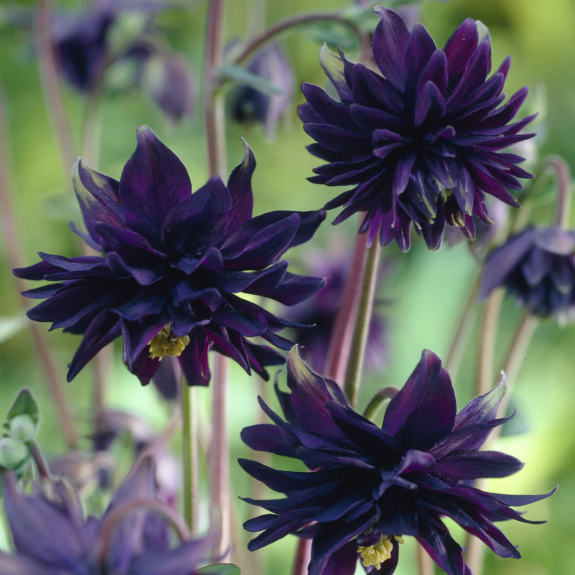 Ancolie des jardins 'Black Barlow' - Image 7