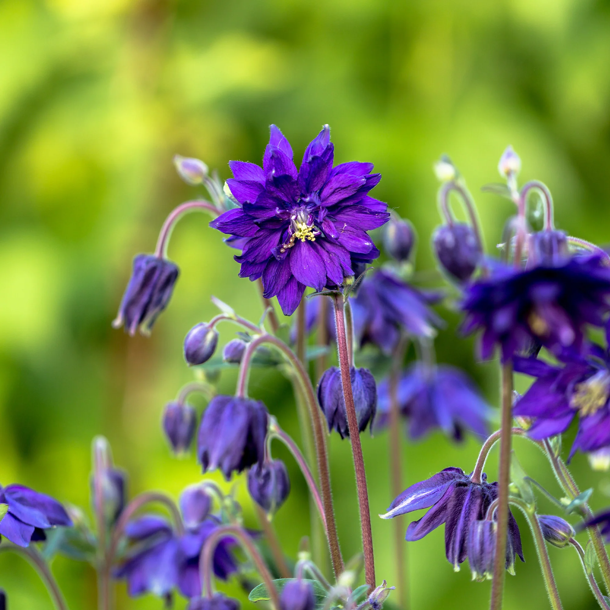 Ancolie Hybride 'Blue Barlow' - Image 6