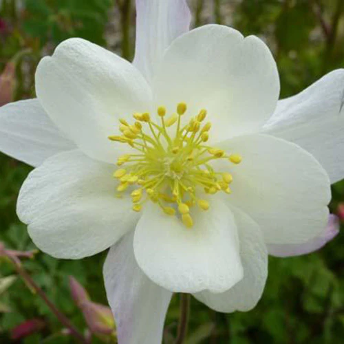 Ancolie Snow Queen