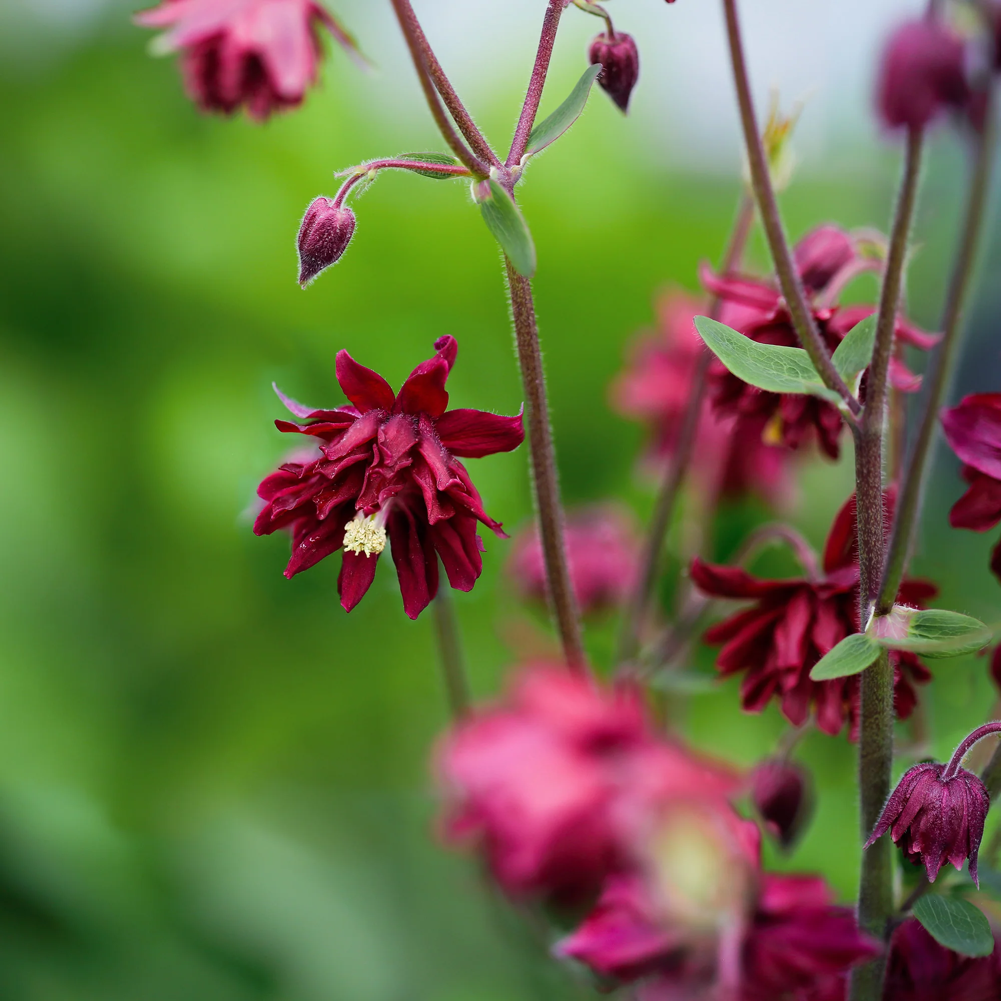 Ancolie vulgaris Ruby Port - Image 3